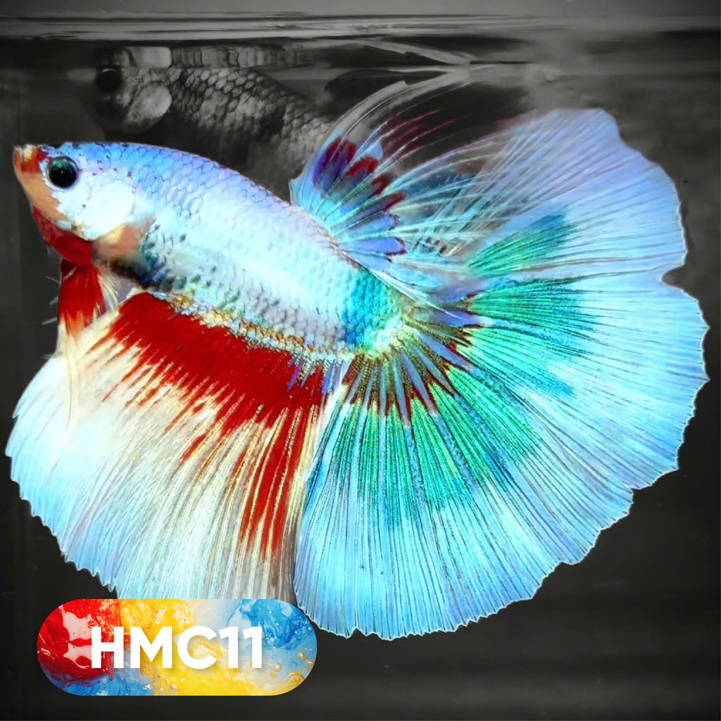 Multicolor Halfmoon Male Betta Fish | High Grade | Order Directly From Farm |  You Pick Fish |