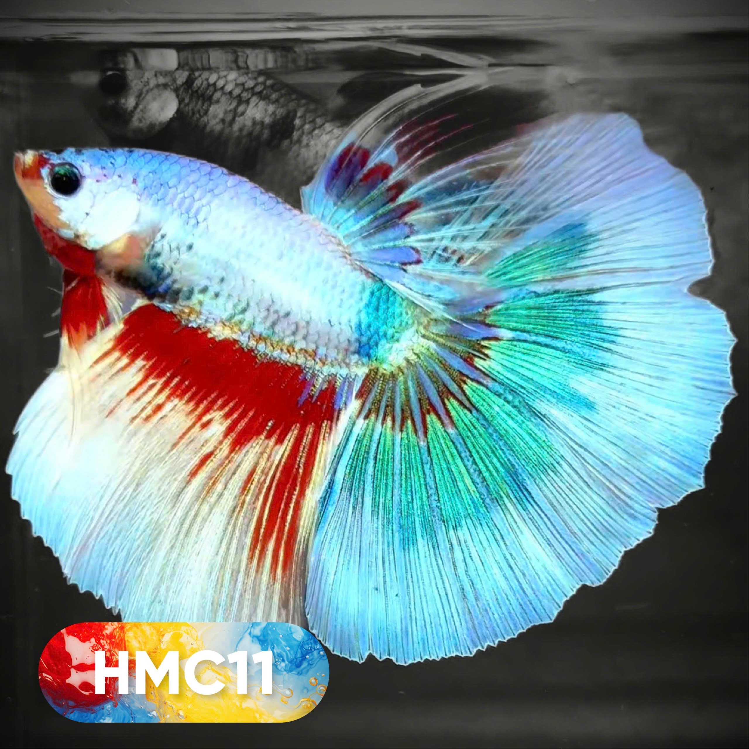 Multicolor Halfmoon Male Betta Fish | High Grade | Order Directly From Farm |  You Pick Fish |