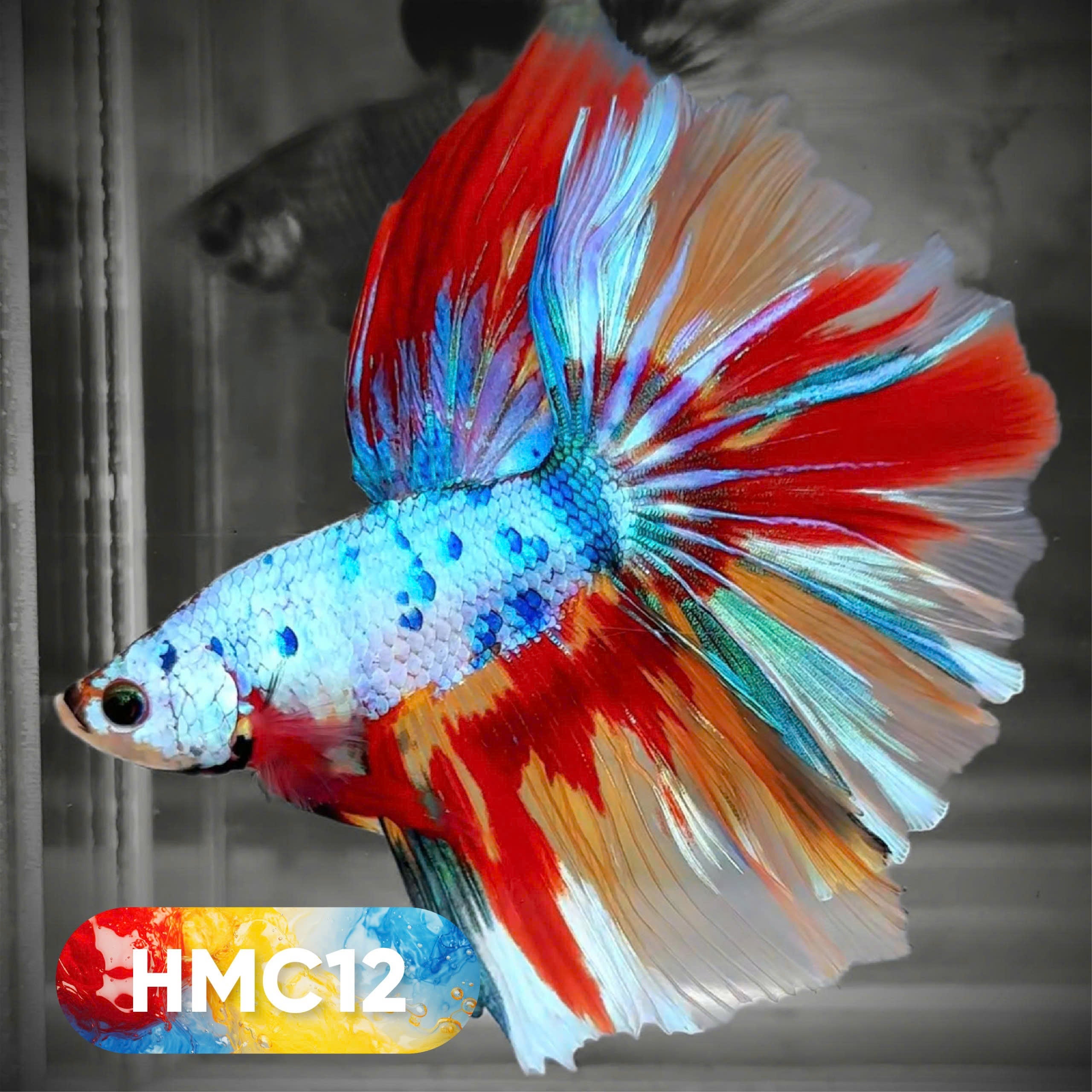Multicolor Halfmoon Male Betta Fish | High Grade | Order Directly From Farm |  You Pick Fish |