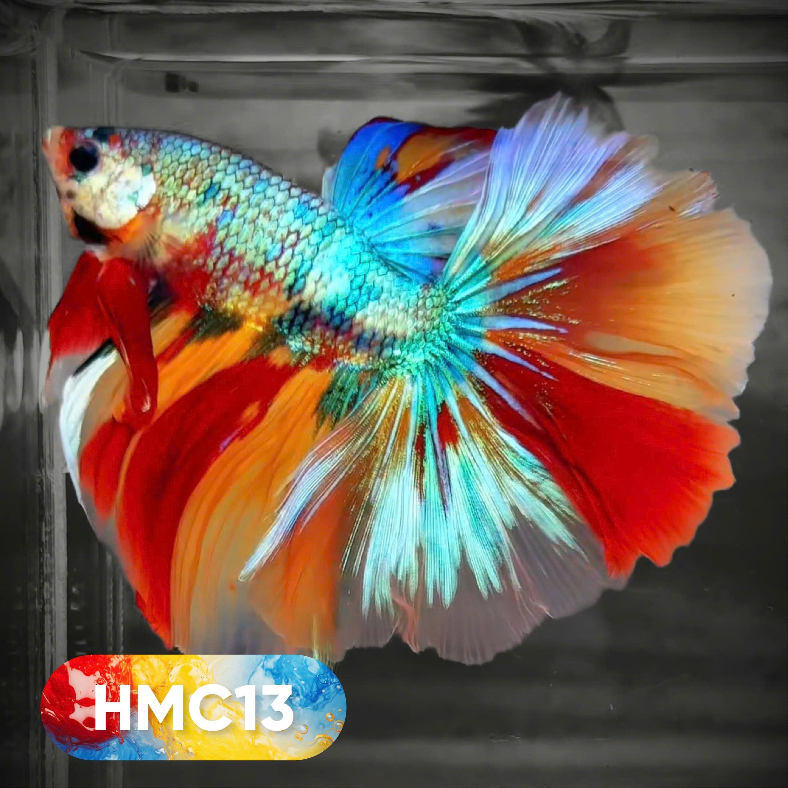 Multicolor Halfmoon Male Betta Fish | High Grade | Order Directly From Farm |  You Pick Fish |