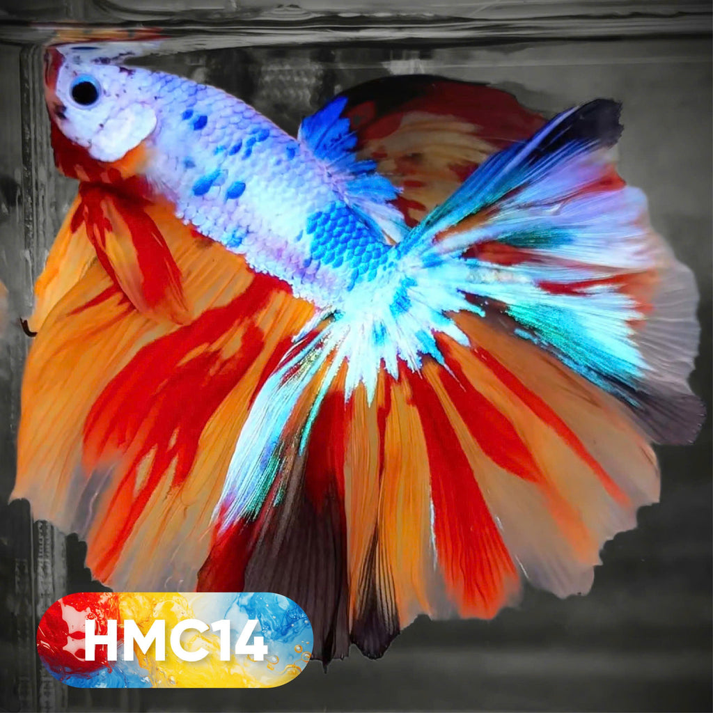 Multicolor Halfmoon Male Betta Fish | High Grade | Order Directly From Farm |  You Pick Fish |