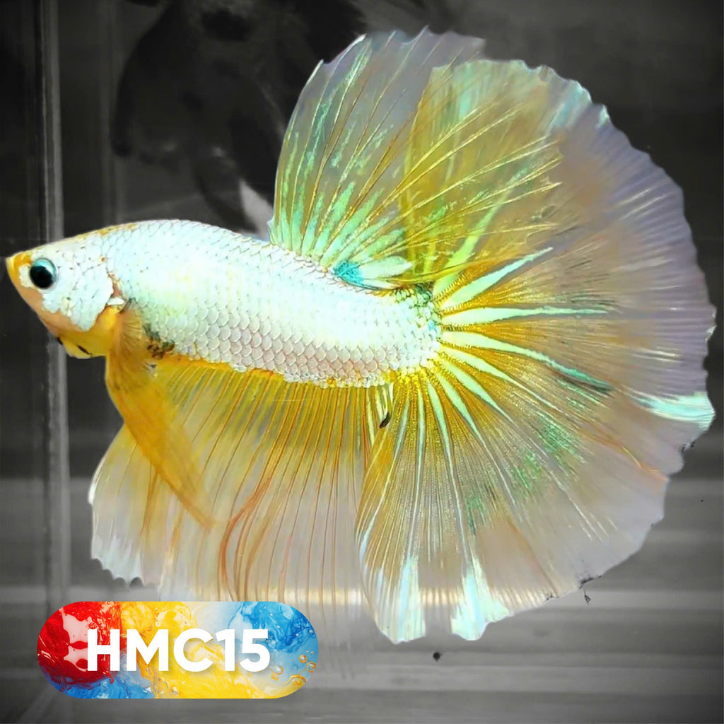 Multicolor Halfmoon Male Betta Fish | High Grade | Order Directly From Farm |  You Pick Fish |