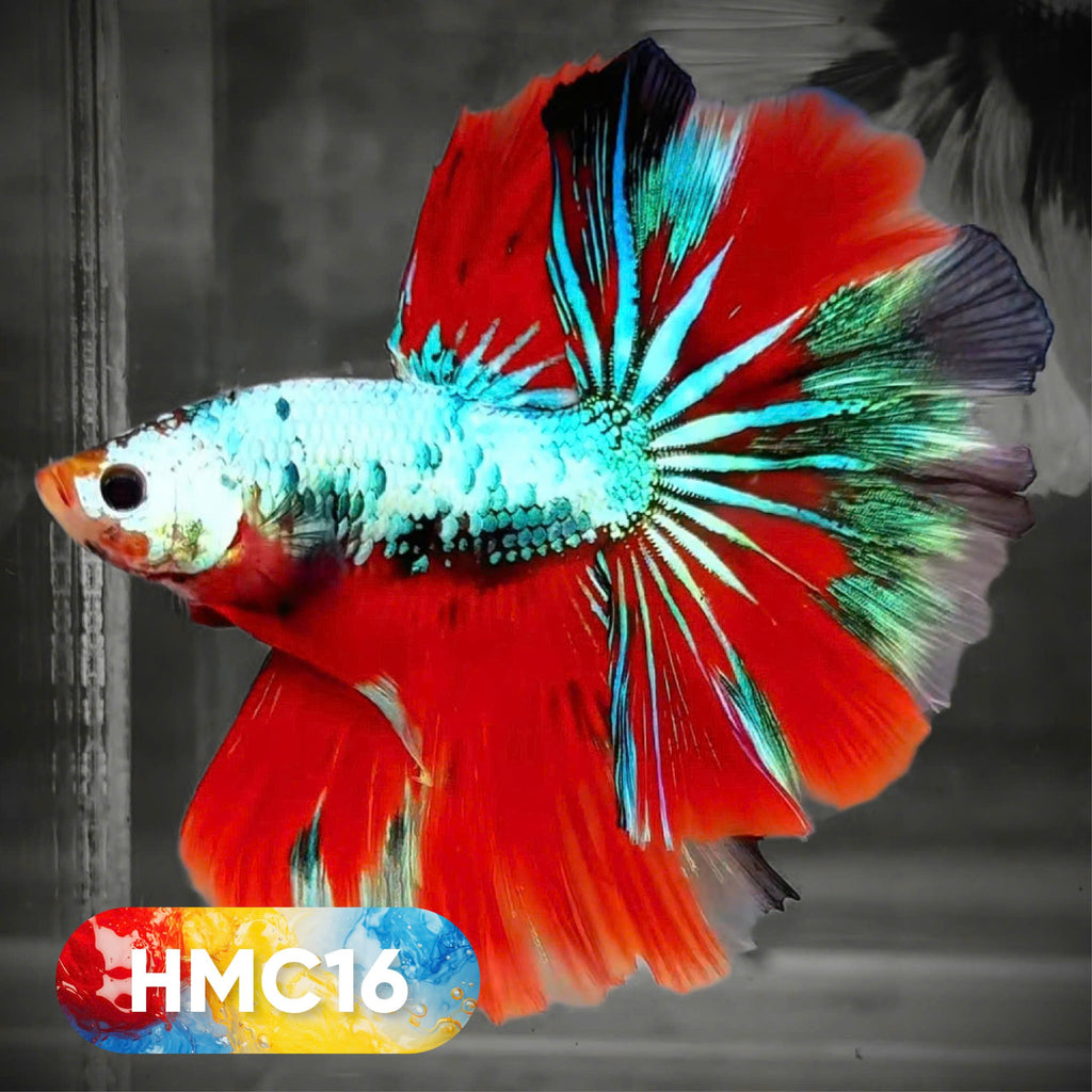 Multicolor Halfmoon Male Betta Fish | High Grade | Order Directly From Farm |  You Pick Fish |