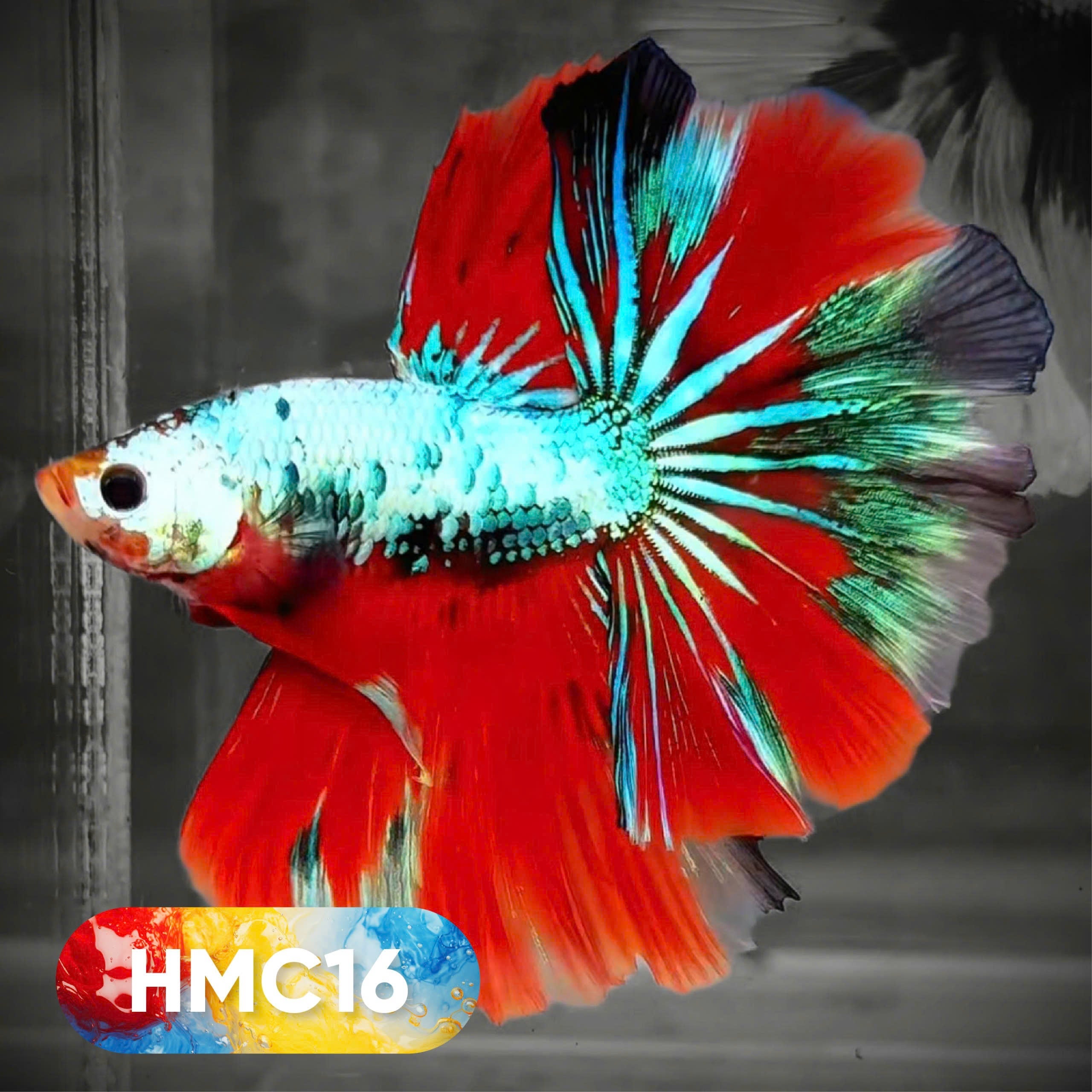 Multicolor Halfmoon Male Betta Fish | High Grade | Order Directly From Farm |  You Pick Fish |