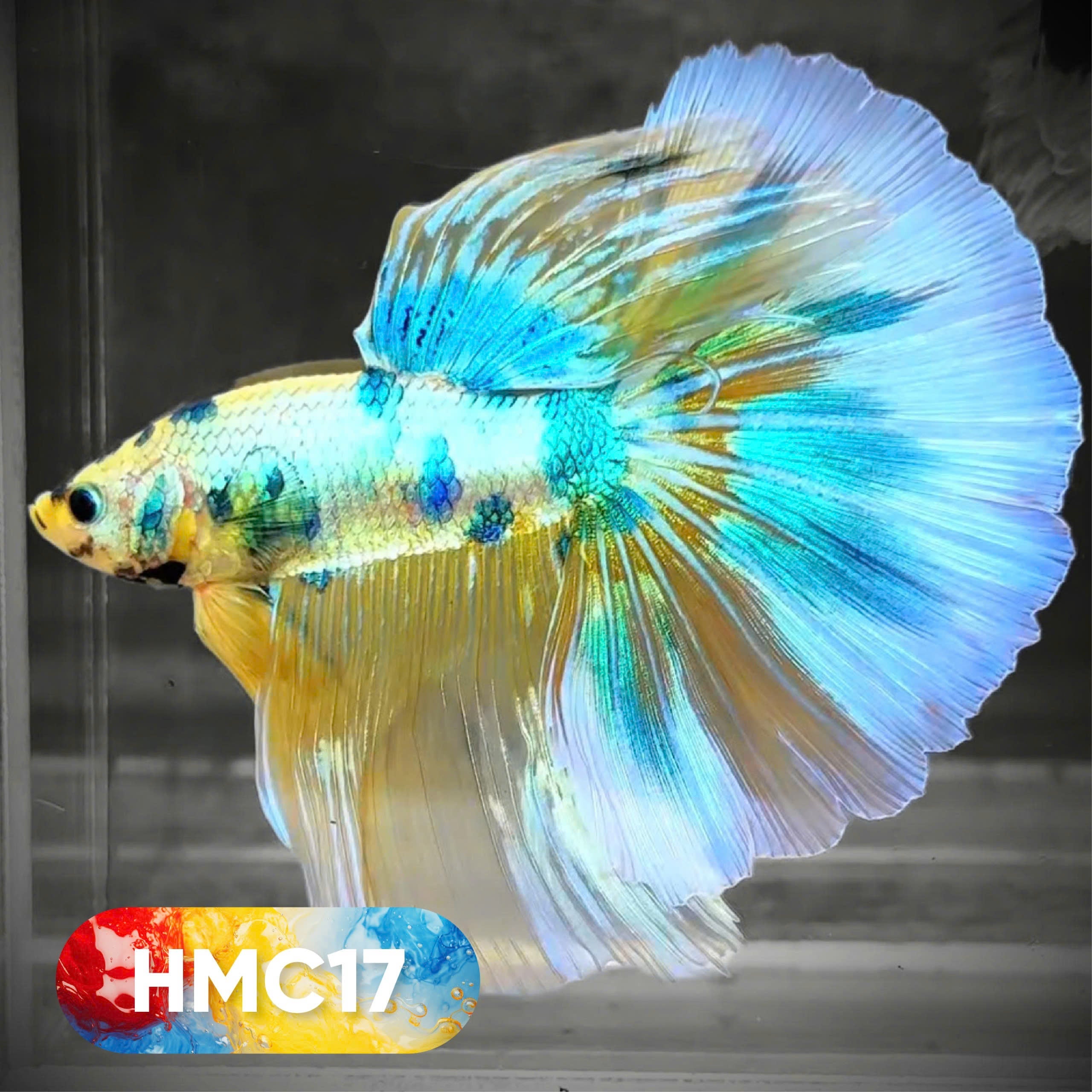 Multicolor Halfmoon Male Betta Fish | High Grade | Order Directly From Farm |  You Pick Fish |