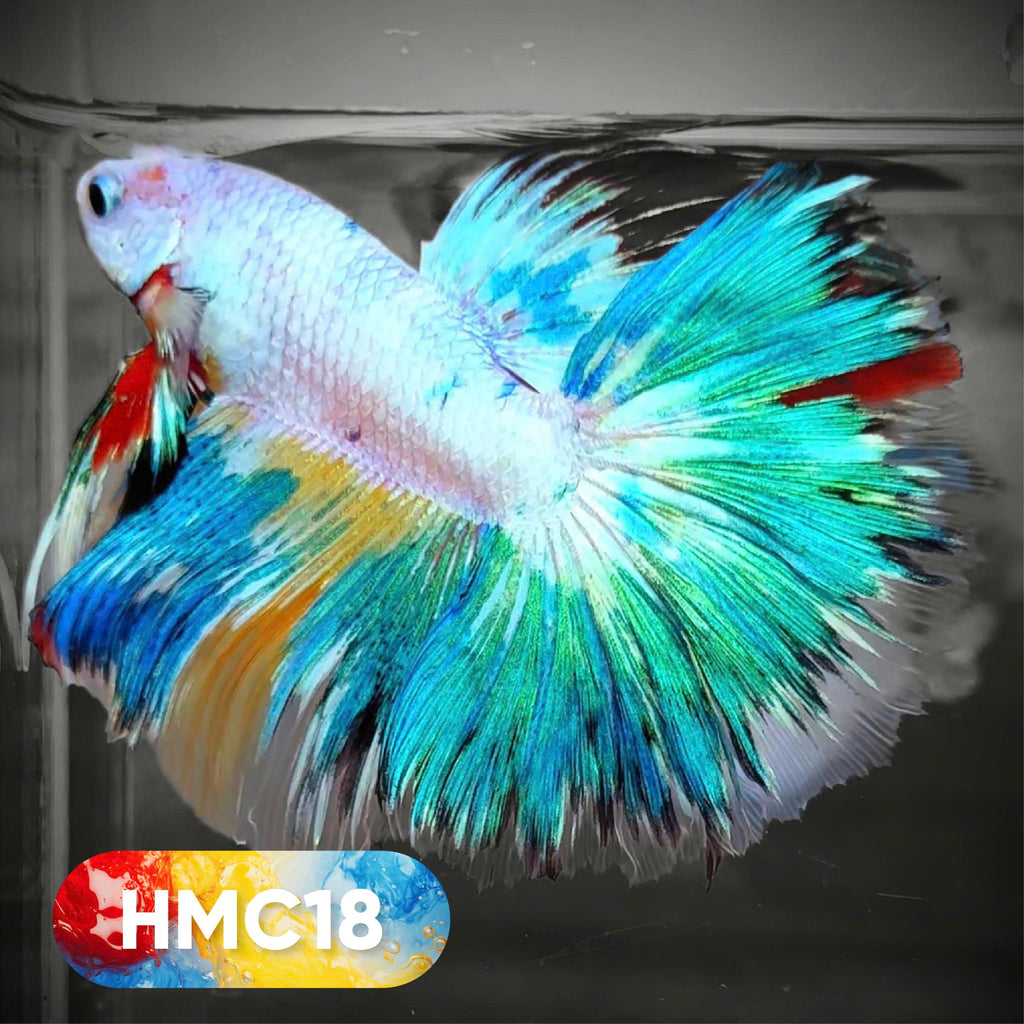 Multicolor Halfmoon Male Betta Fish | High Grade | Order Directly From Farm |  You Pick Fish |