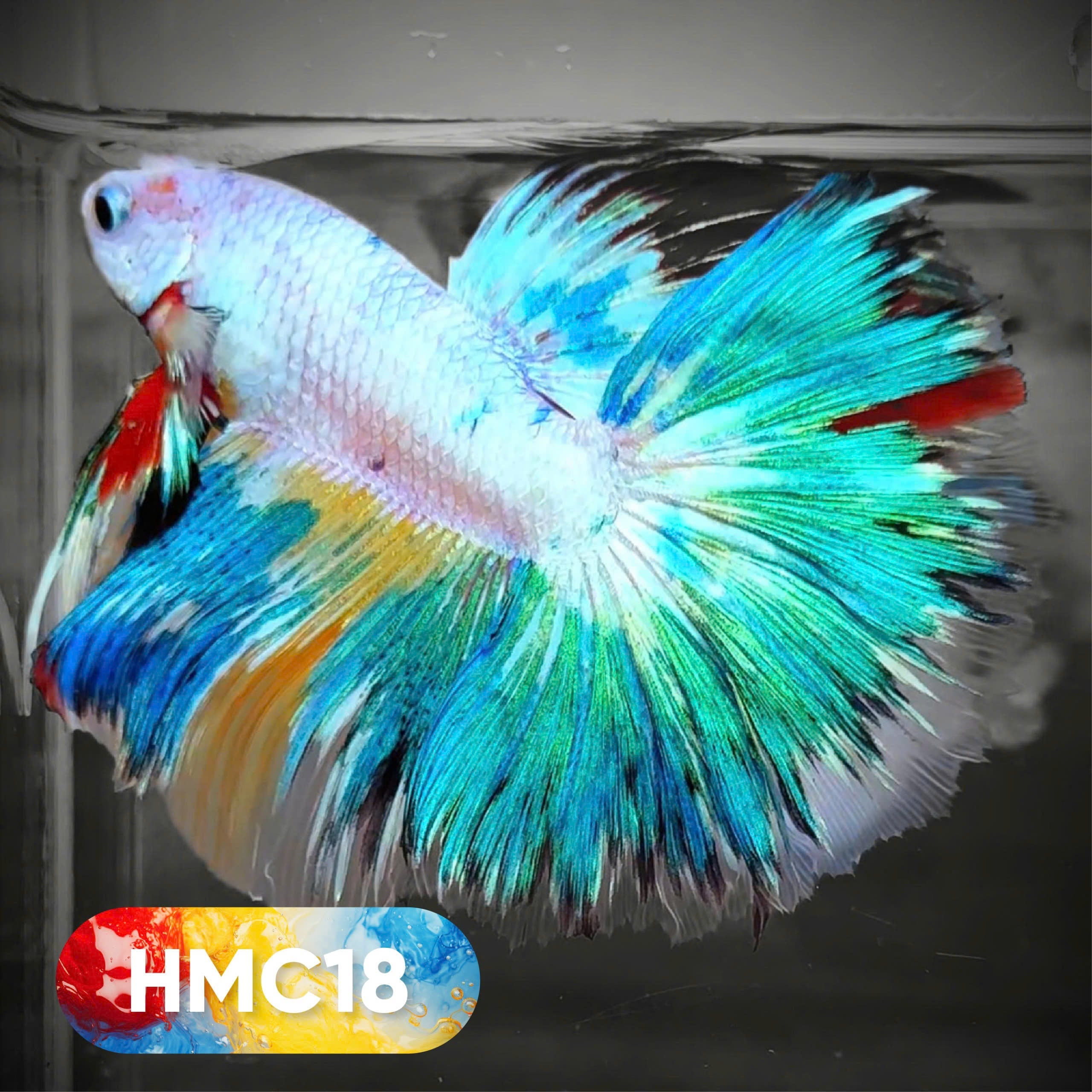 Multicolor Halfmoon Male Betta Fish | High Grade | Order Directly From Farm |  You Pick Fish |