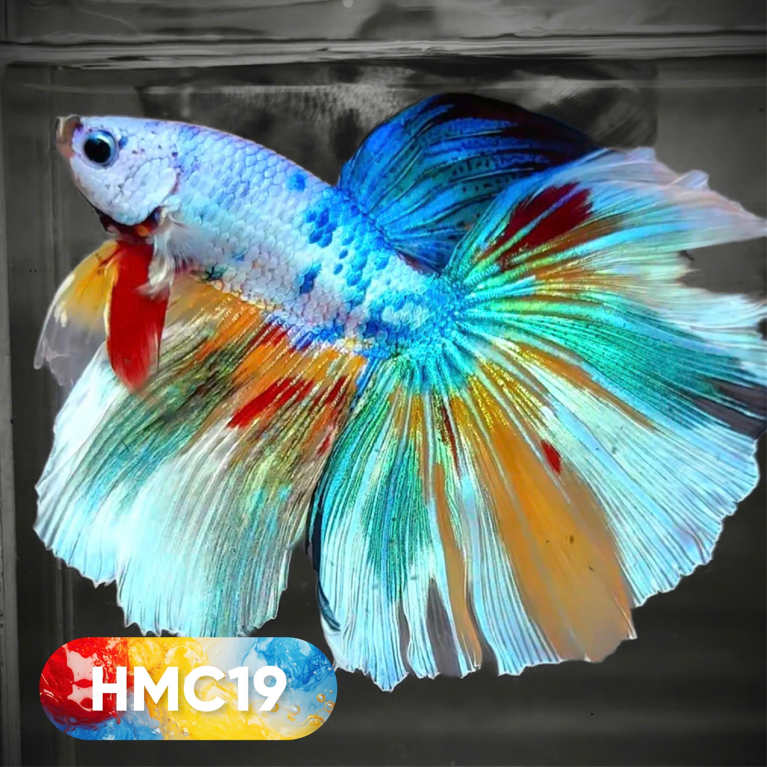Multicolor Halfmoon Male Betta Fish | High Grade | Order Directly From Farm |  You Pick Fish |