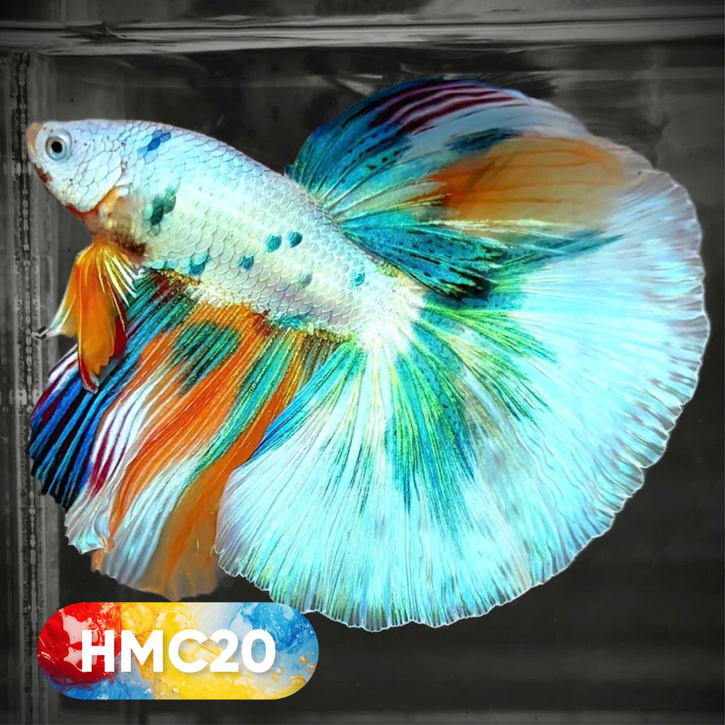 Multicolor Halfmoon Male Betta Fish | High Grade | Order Directly From Farm |  You Pick Fish |