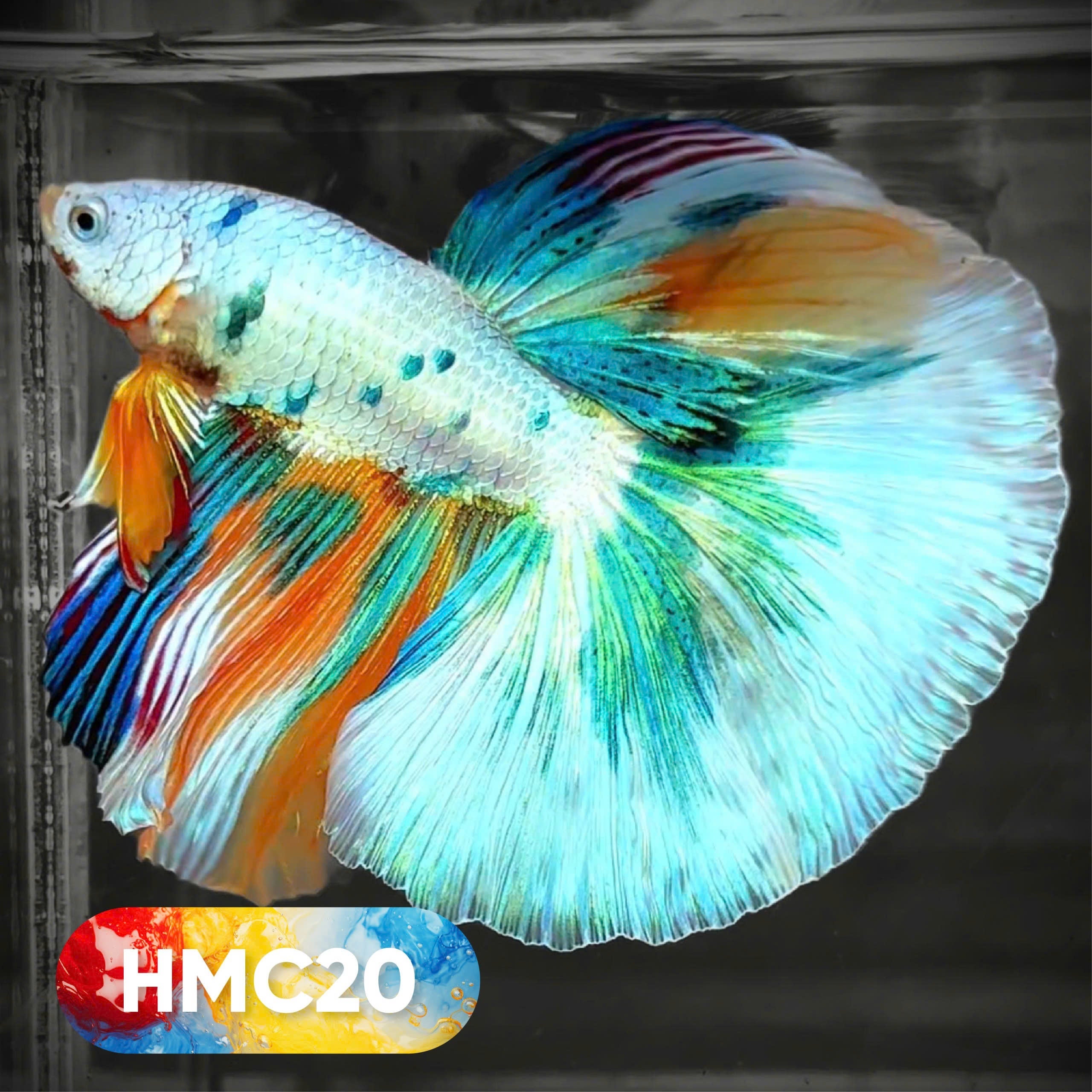 Multicolor Halfmoon Male Betta Fish | High Grade | Order Directly From Farm |  You Pick Fish |