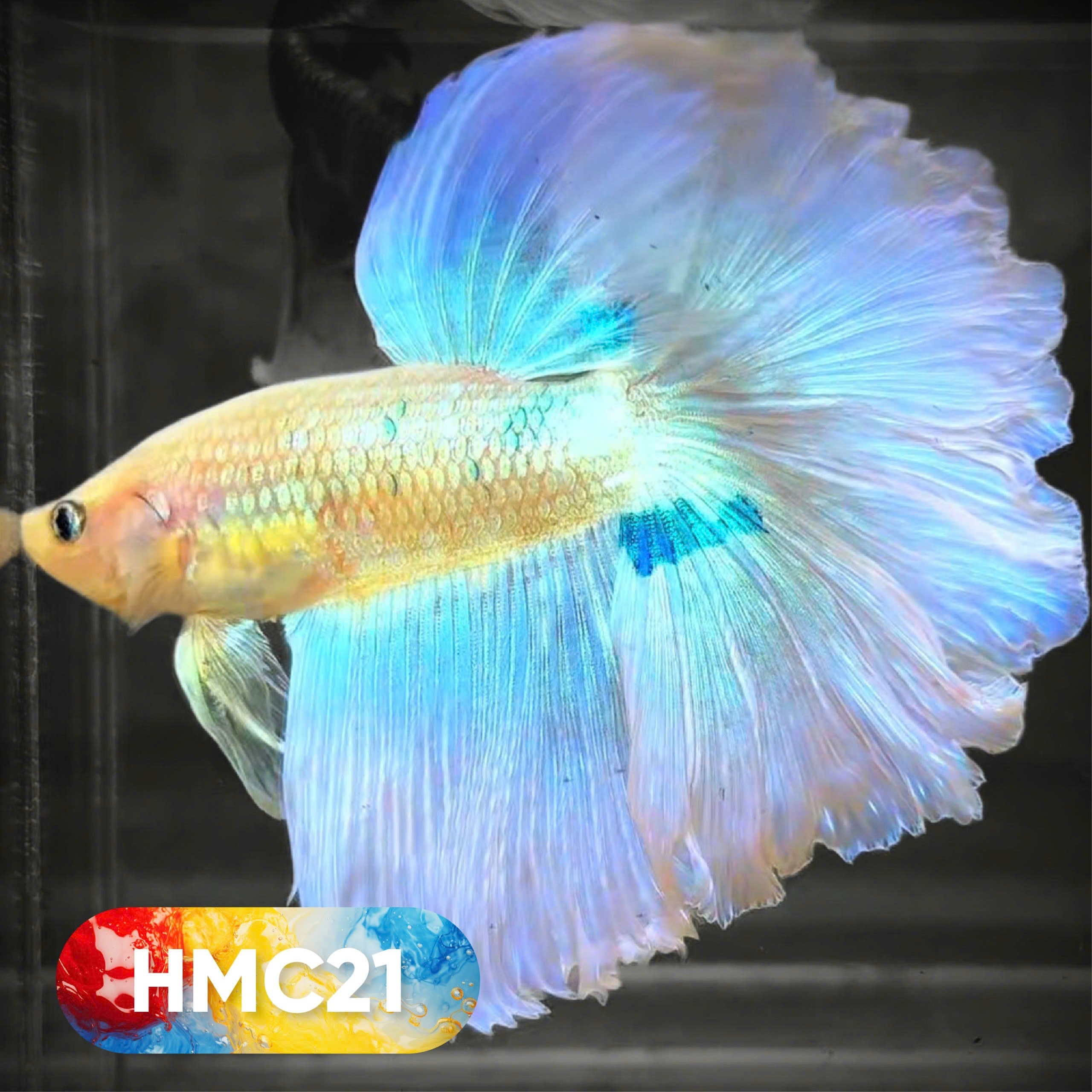 Multicolor Halfmoon Male Betta Fish | High Grade | Order Directly From Farm |  You Pick Fish |