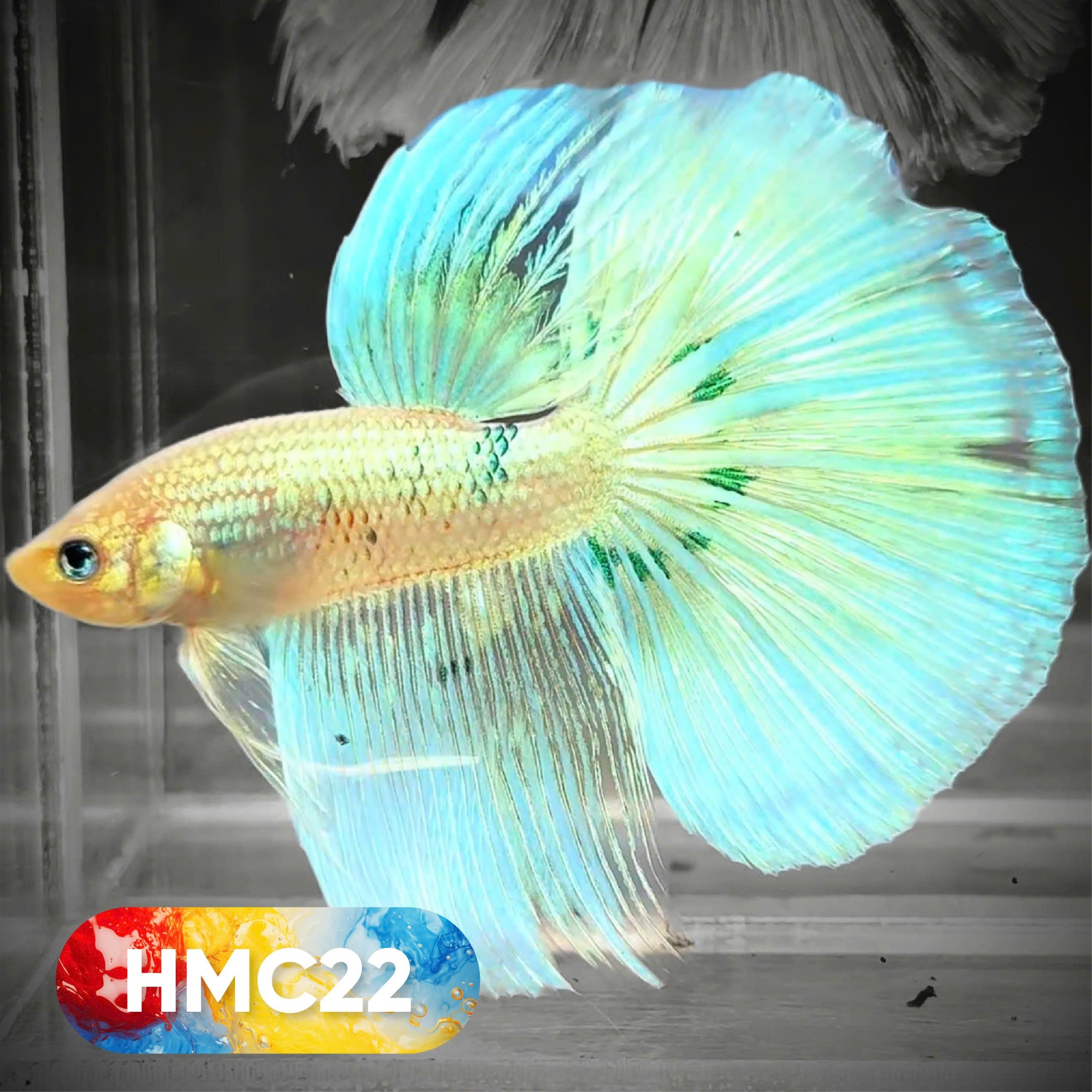 Multicolor Halfmoon Male Betta Fish | High Grade | Order Directly From Farm |  You Pick Fish |