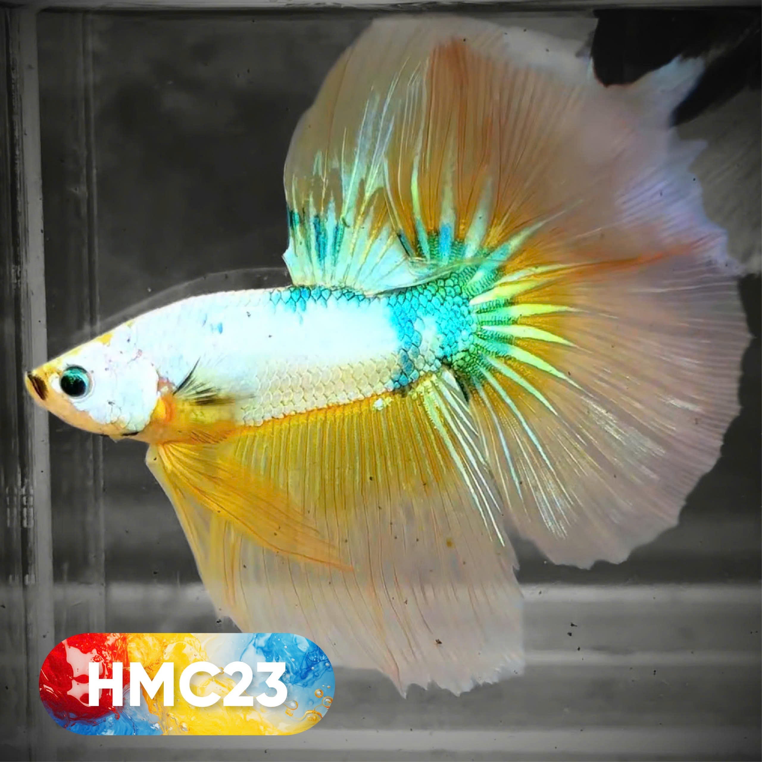 Multicolor Halfmoon Male Betta Fish | High Grade | Order Directly From Farm |  You Pick Fish |