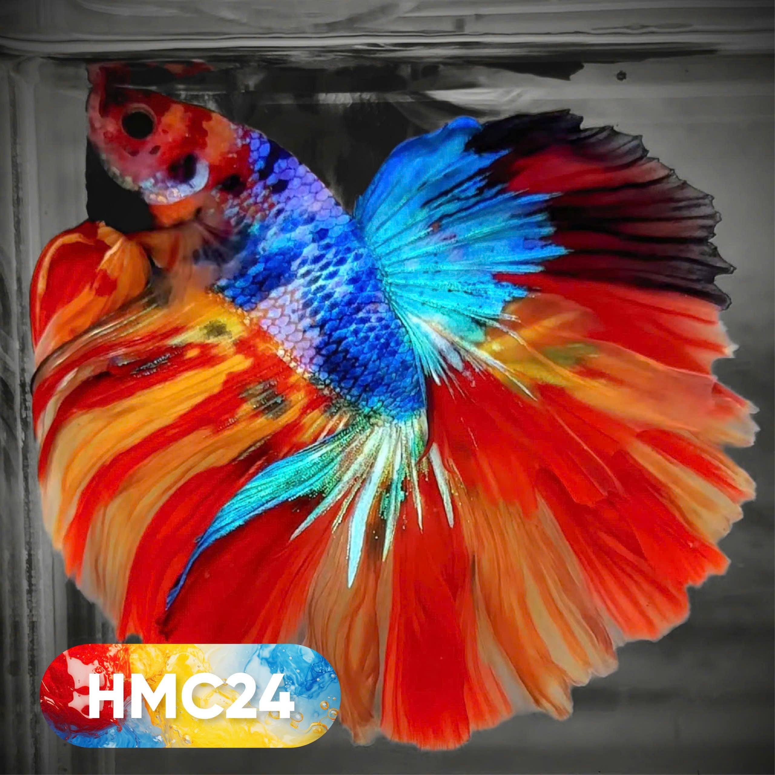 Multicolor Halfmoon Male Betta Fish | High Grade | Order Directly From Farm |  You Pick Fish |
