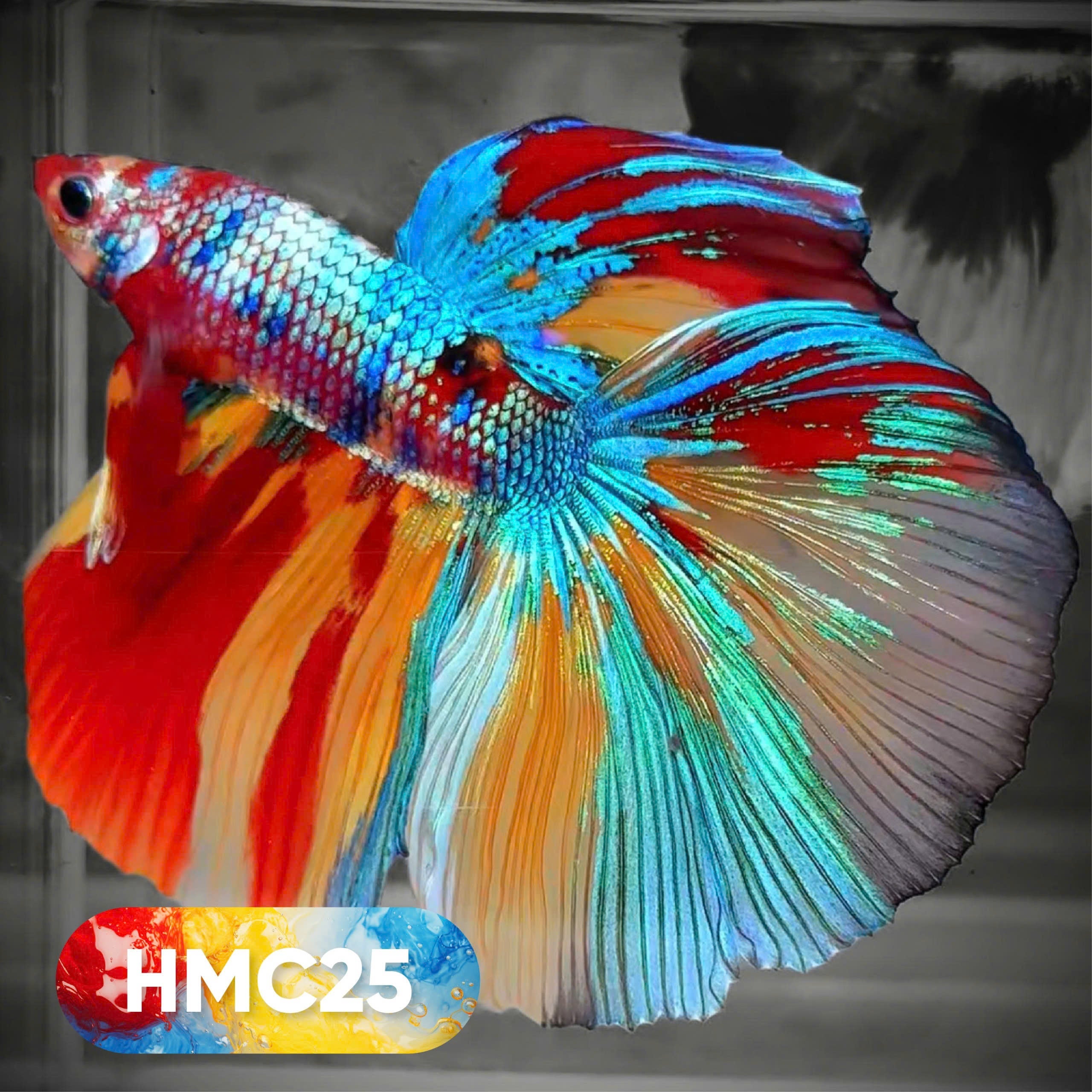 Multicolor Halfmoon Male Betta Fish | High Grade | Order Directly From Farm |  You Pick Fish |