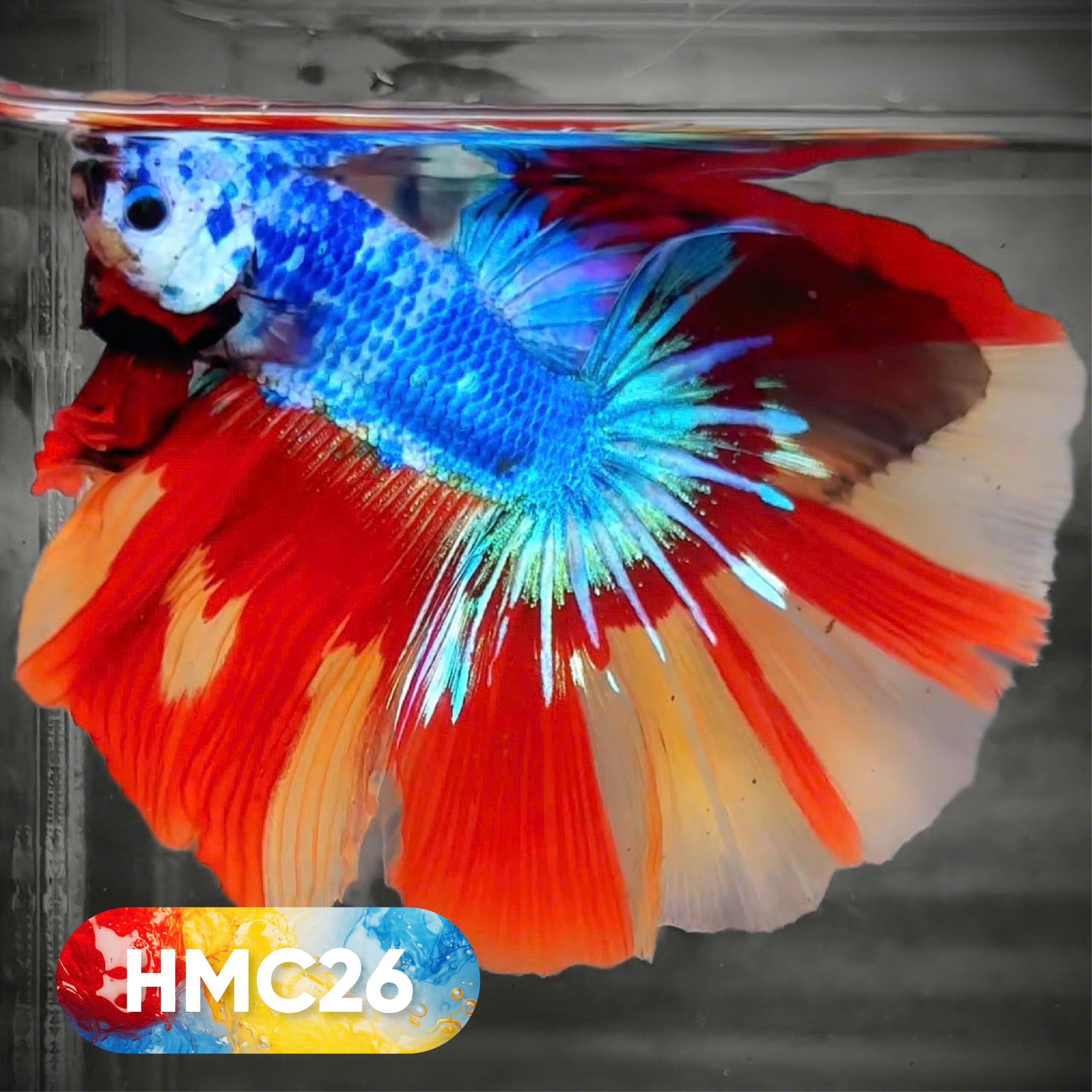 Multicolor Halfmoon Male Betta Fish | High Grade | Order Directly From Farm |  You Pick Fish |