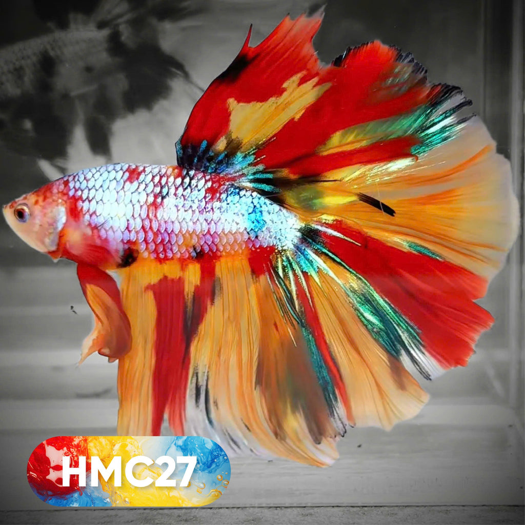 Multicolor Halfmoon Male Betta Fish | High Grade | Order Directly From Farm |  You Pick Fish |