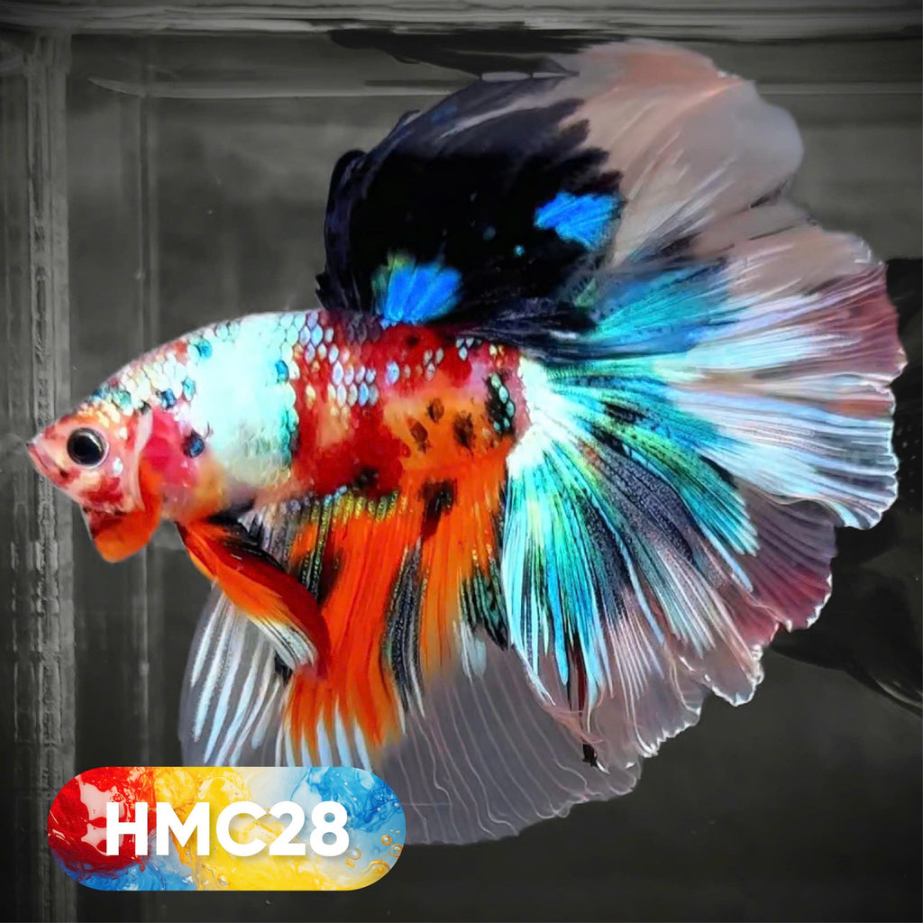Multicolor Halfmoon Male Betta Fish | High Grade | Order Directly From Farm |  You Pick Fish |