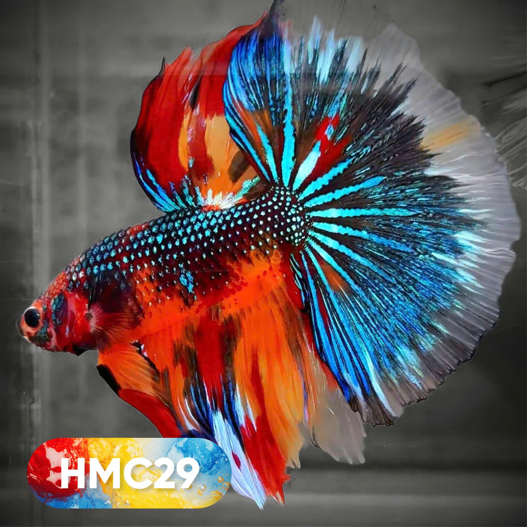 Multicolor Halfmoon Male Betta Fish | High Grade | Order Directly From Farm |  You Pick Fish |