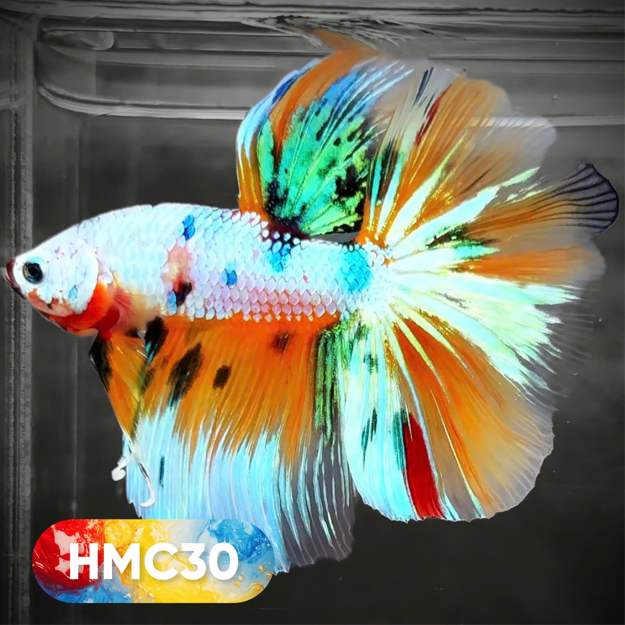 Multicolor Halfmoon Male Betta Fish | High Grade | Order Directly From Farm |  You Pick Fish |