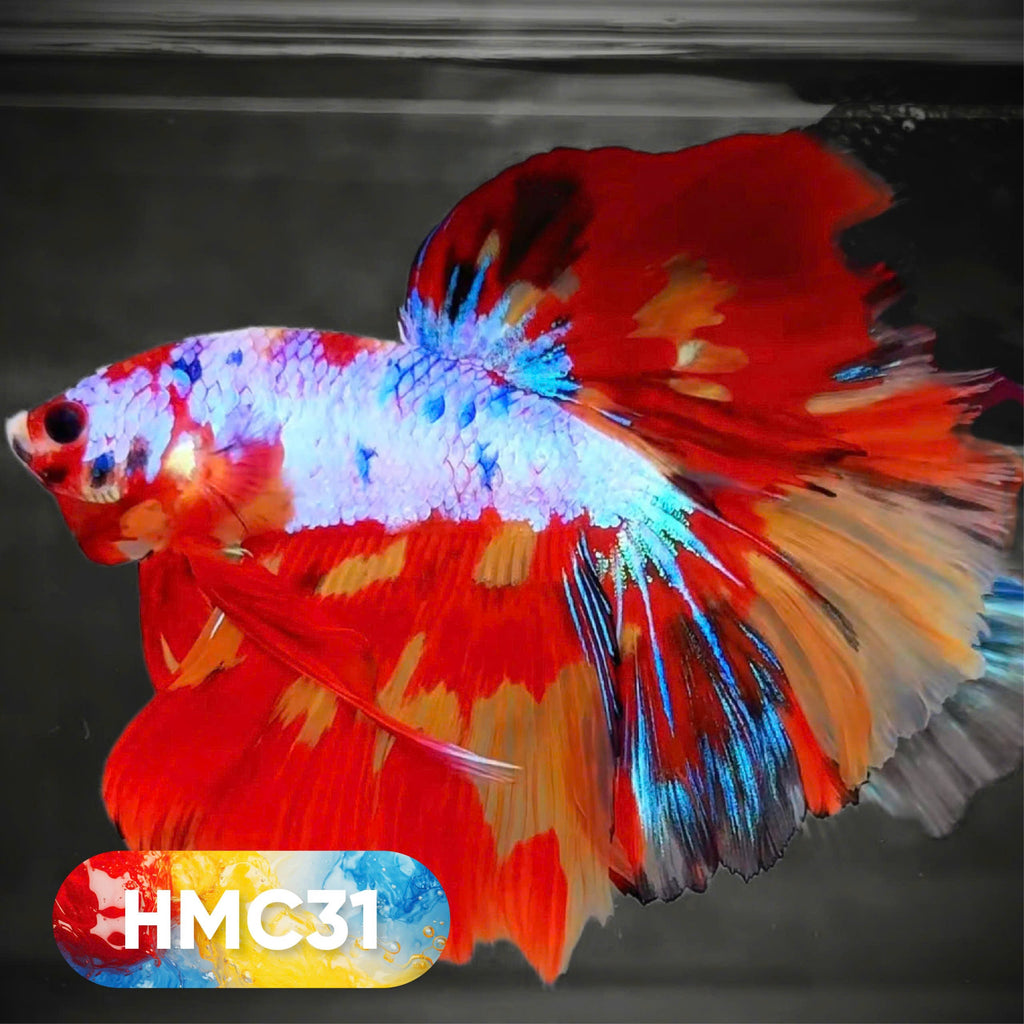 Multicolor Halfmoon Male Betta Fish | High Grade | Order Directly From Farm |  You Pick Fish |