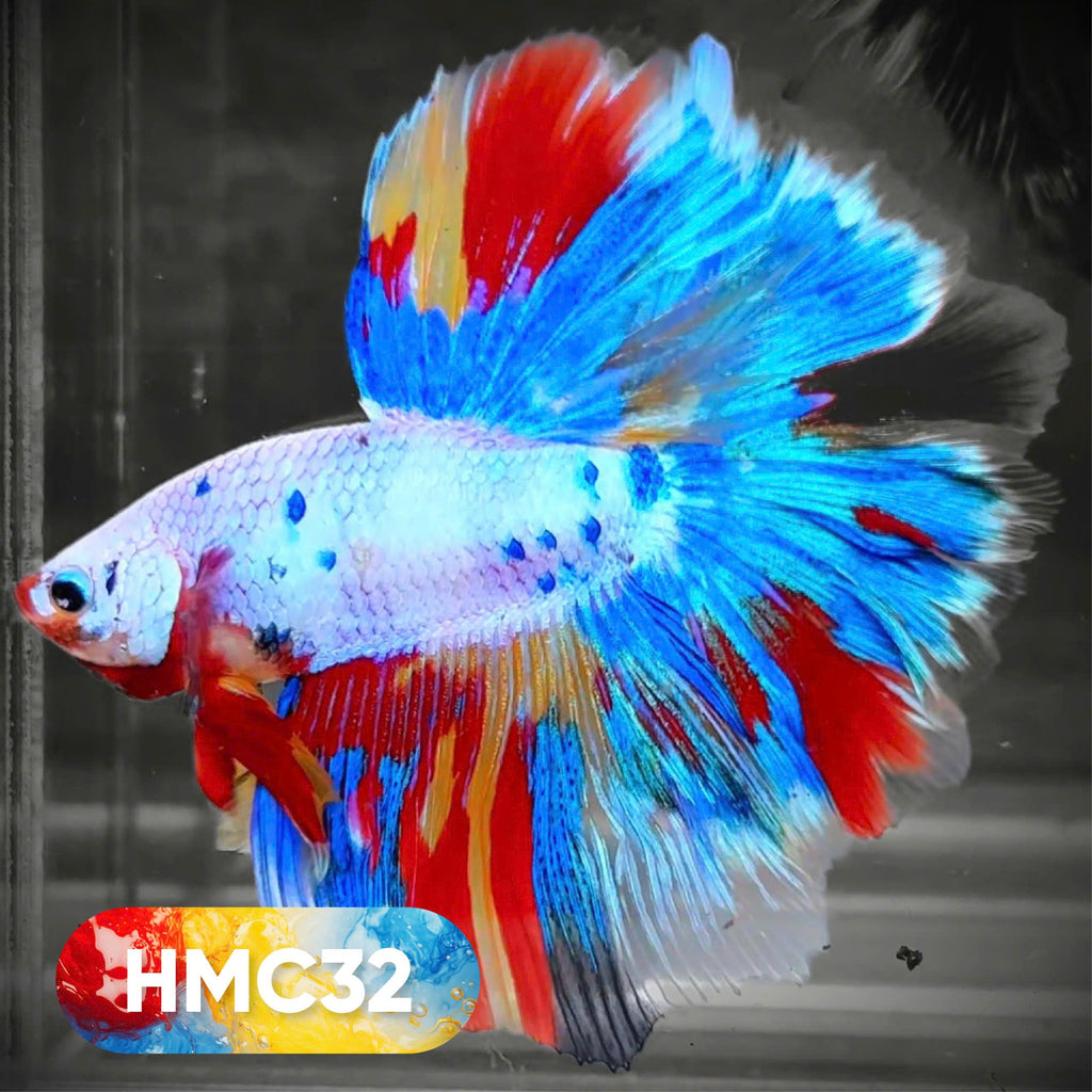 Multicolor Halfmoon Male Betta Fish | High Grade | Order Directly From Farm |  You Pick Fish |