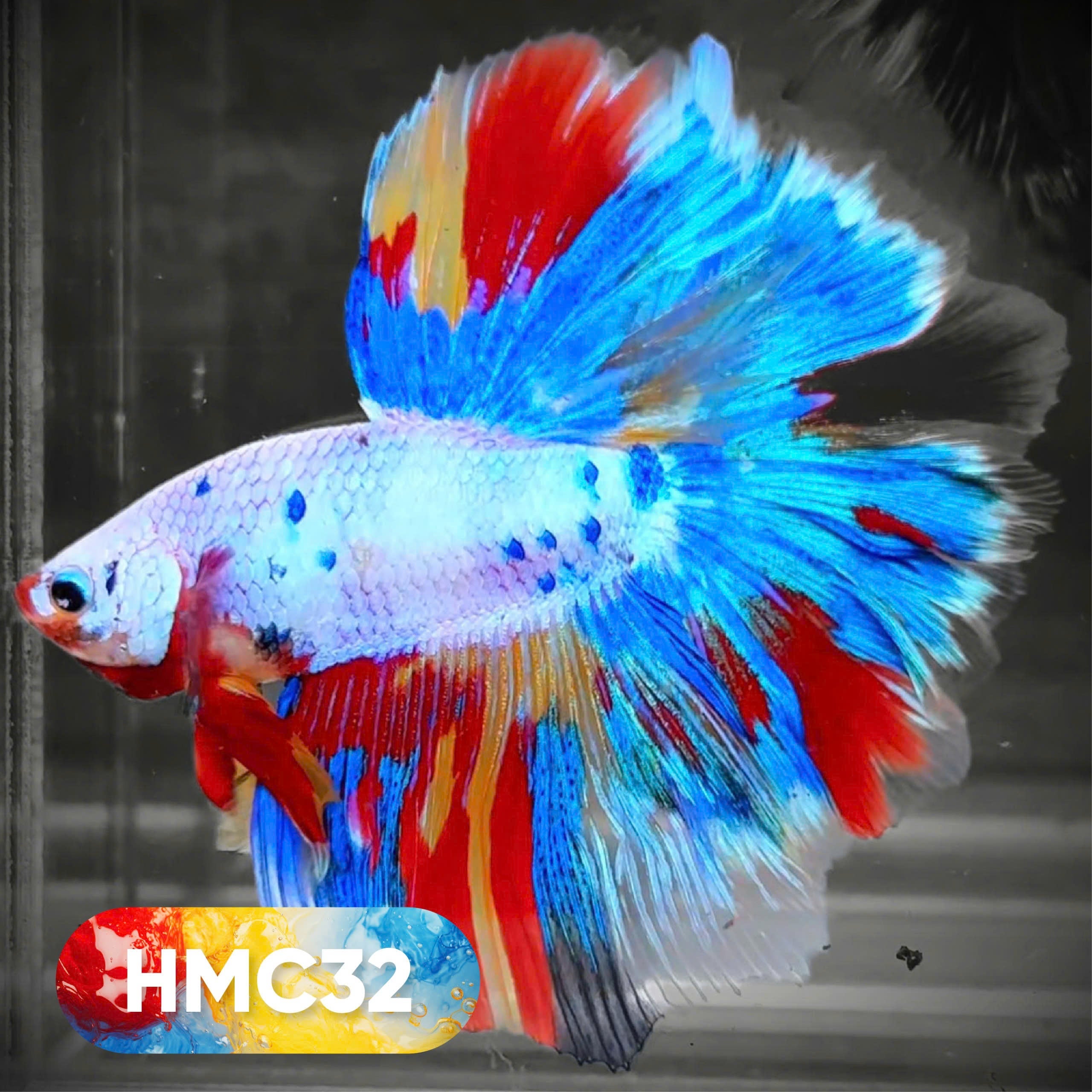 Multicolor Halfmoon Male Betta Fish | High Grade | Order Directly From Farm |  You Pick Fish |