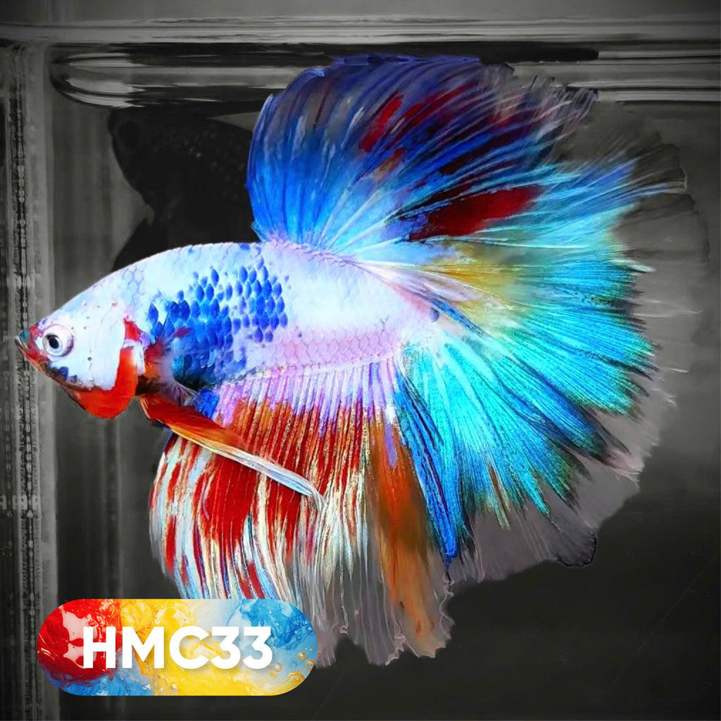 Multicolor Halfmoon Male Betta Fish | High Grade | Order Directly From Farm |  You Pick Fish |