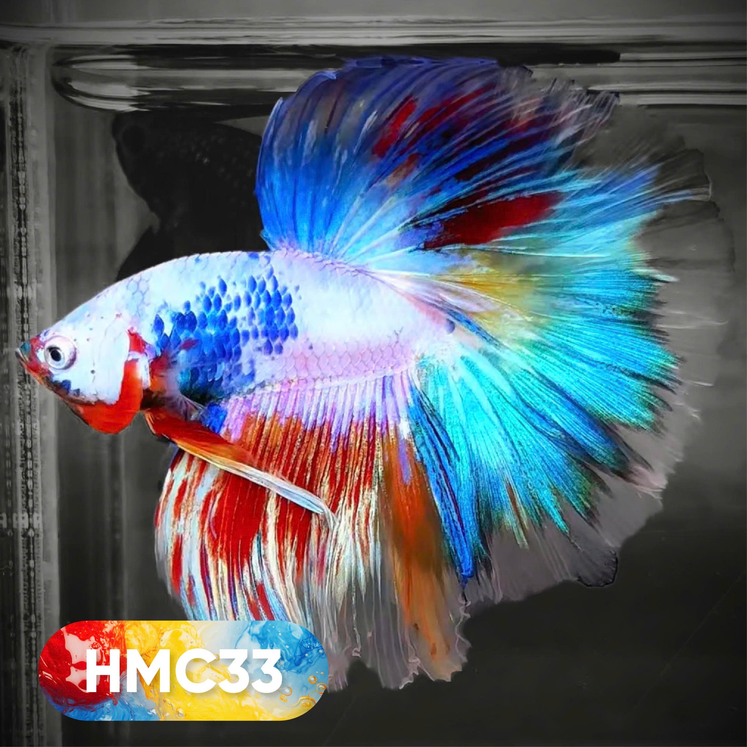 Multicolor Halfmoon Male Betta Fish | High Grade | Order Directly From Farm |  You Pick Fish |