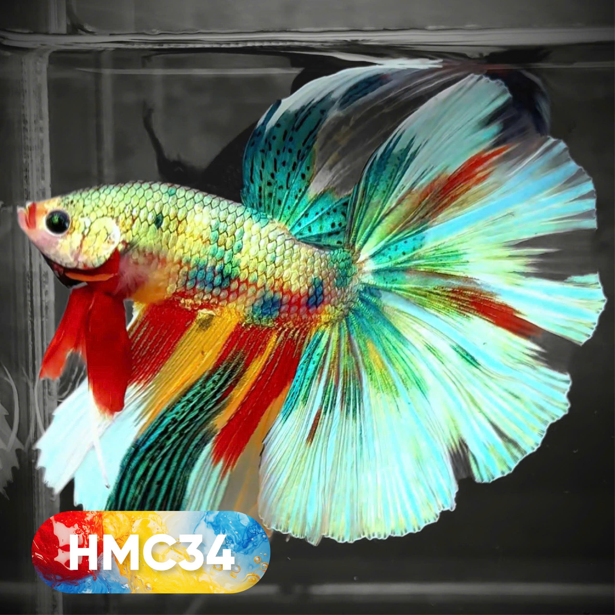 Multicolor Halfmoon Male Betta Fish | High Grade | Order Directly From Farm |  You Pick Fish |