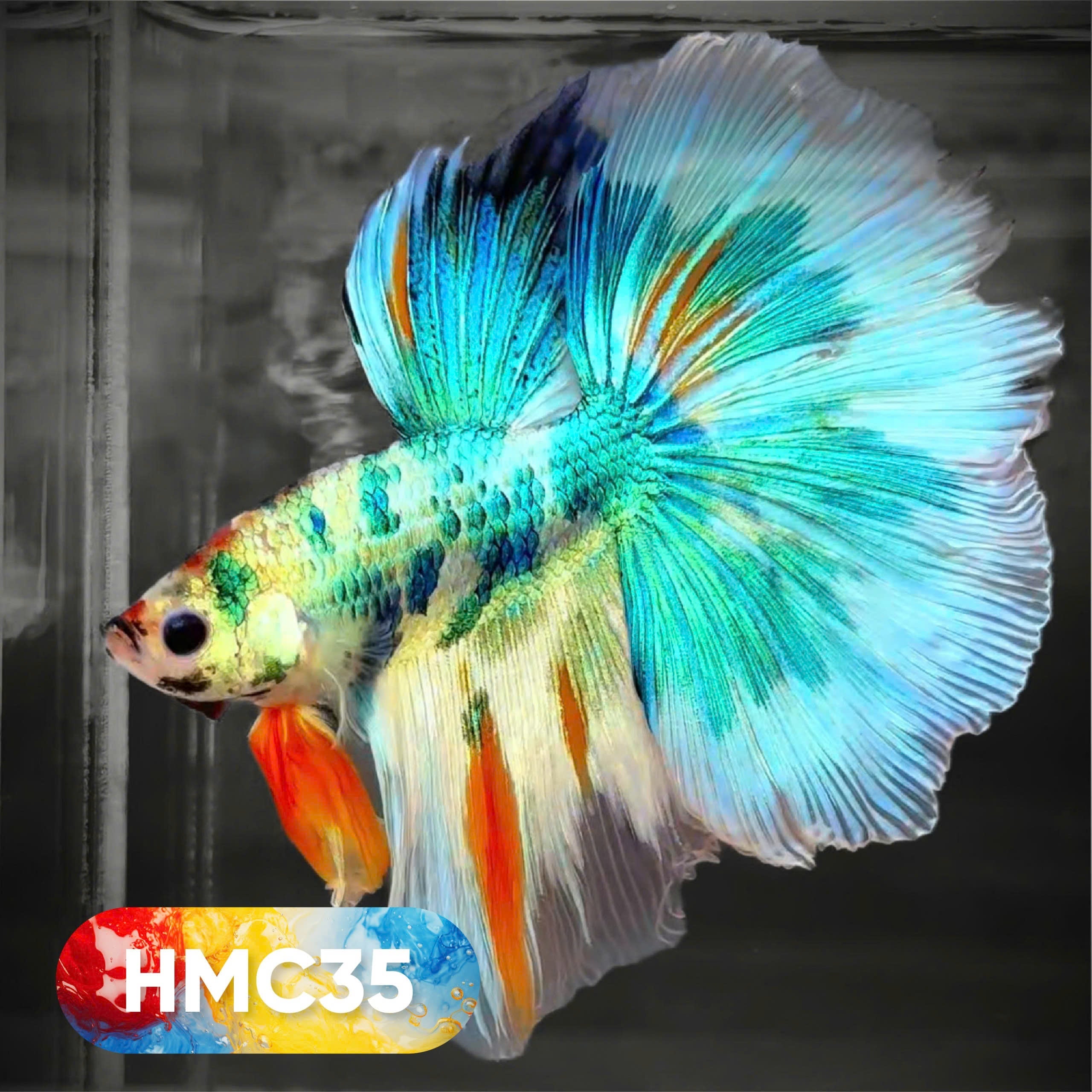 Multicolor Halfmoon Male Betta Fish | High Grade | Order Directly From Farm |  You Pick Fish |