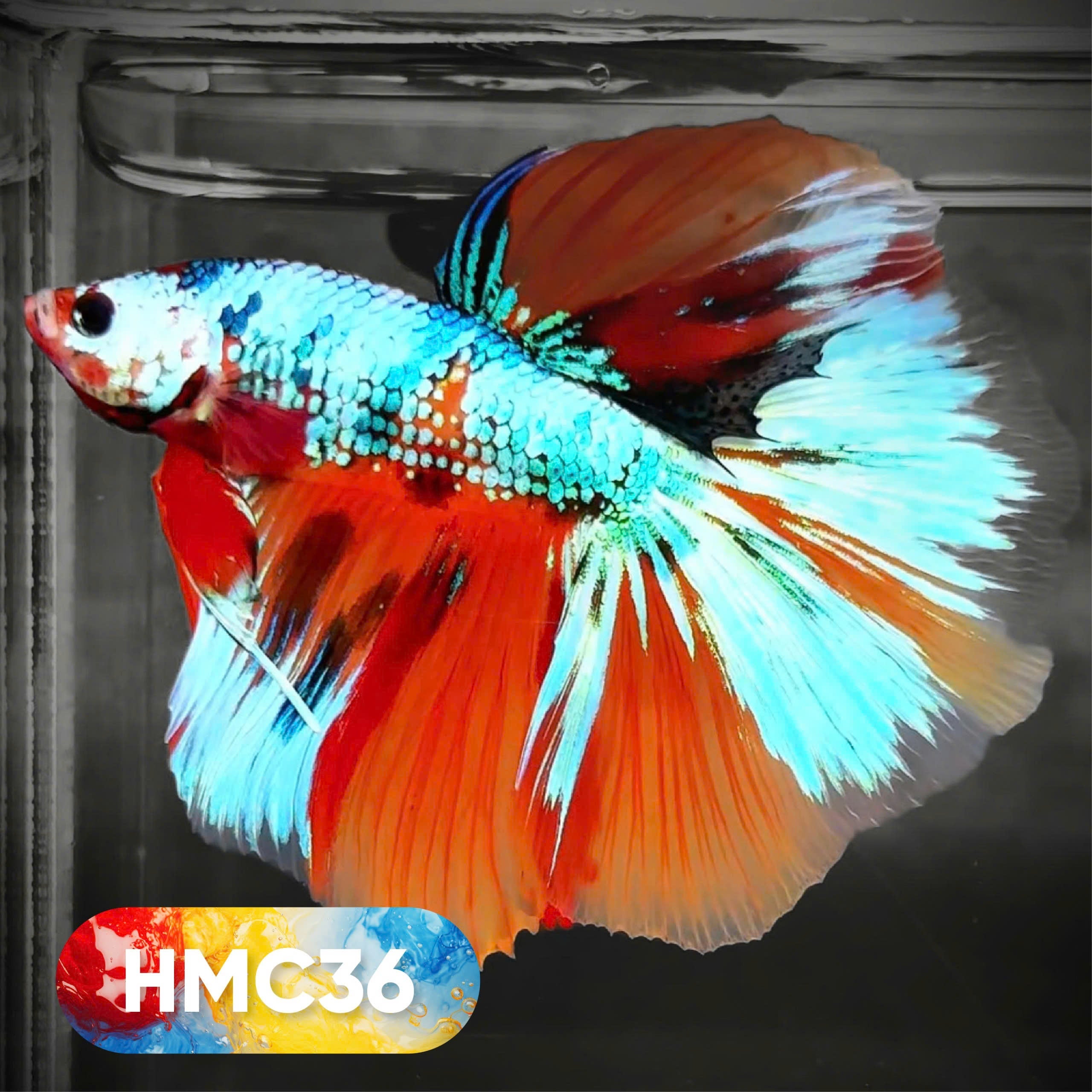 Multicolor Halfmoon Male Betta Fish | High Grade | Order Directly From Farm |  You Pick Fish |