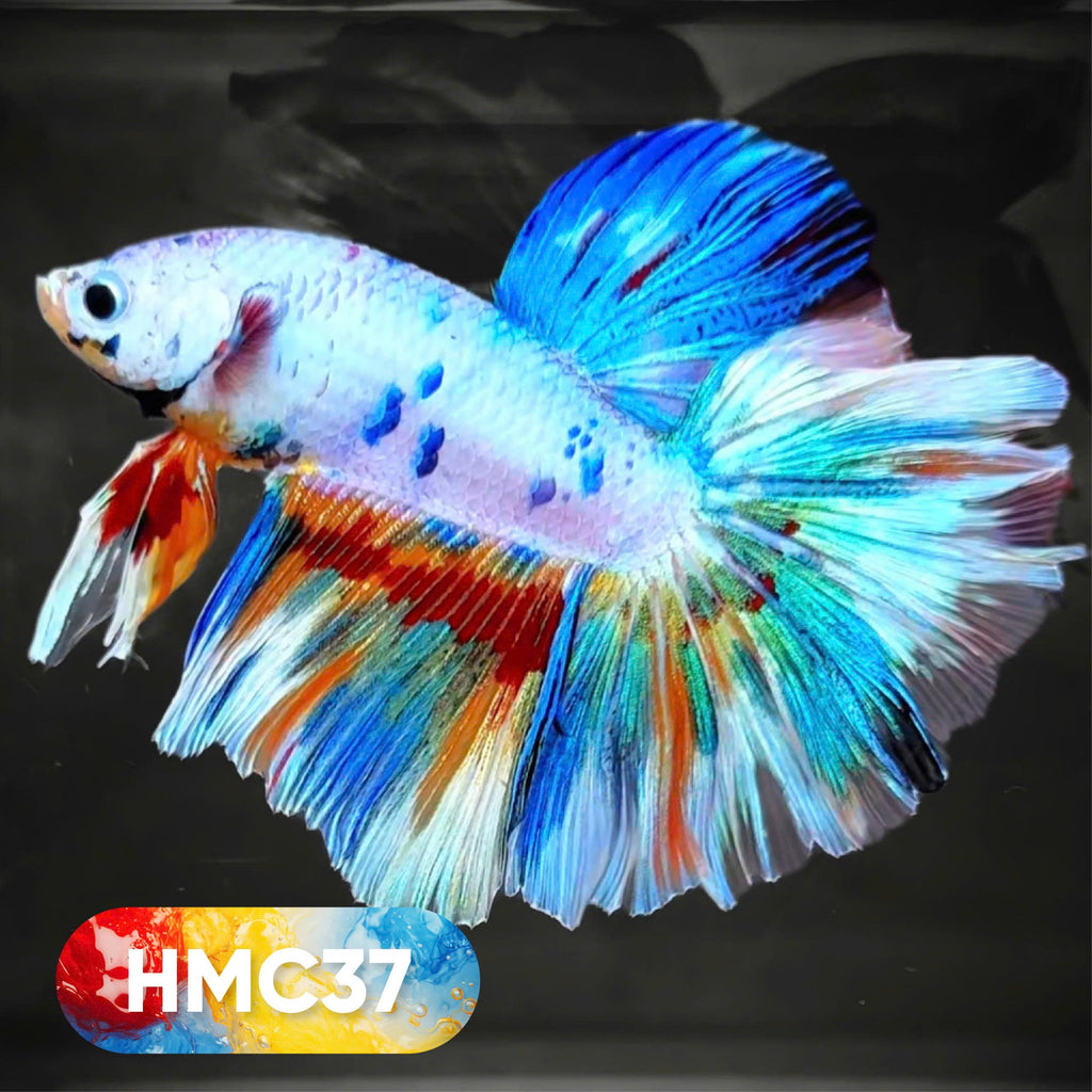 Multicolor Halfmoon Male Betta Fish | High Grade | Order Directly From Farm |  You Pick Fish |