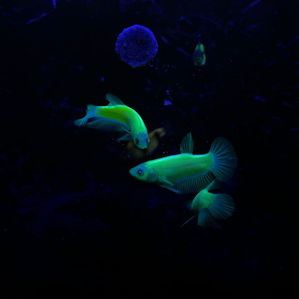 Neon Female Betta Fish