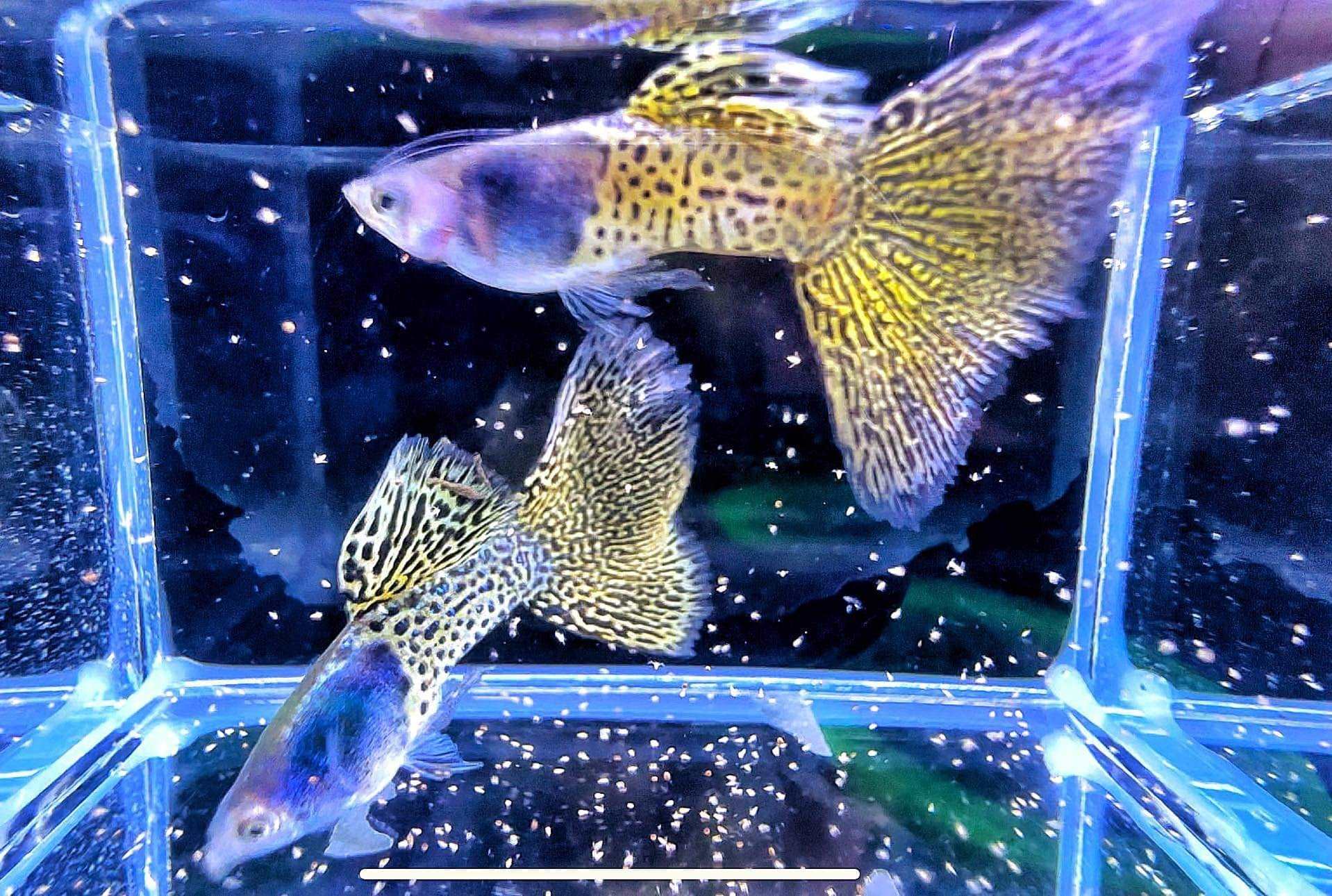 Metal Yellow Lace Guppy Fish