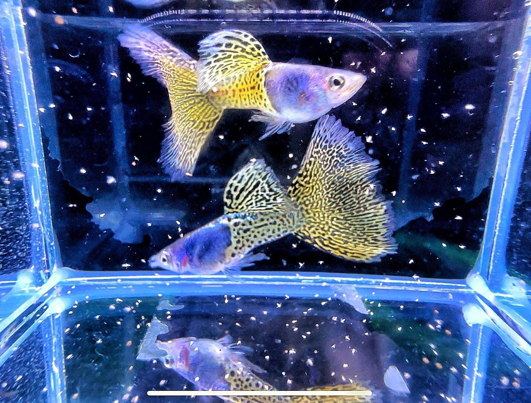 Metal Yellow Lace Guppy Fish