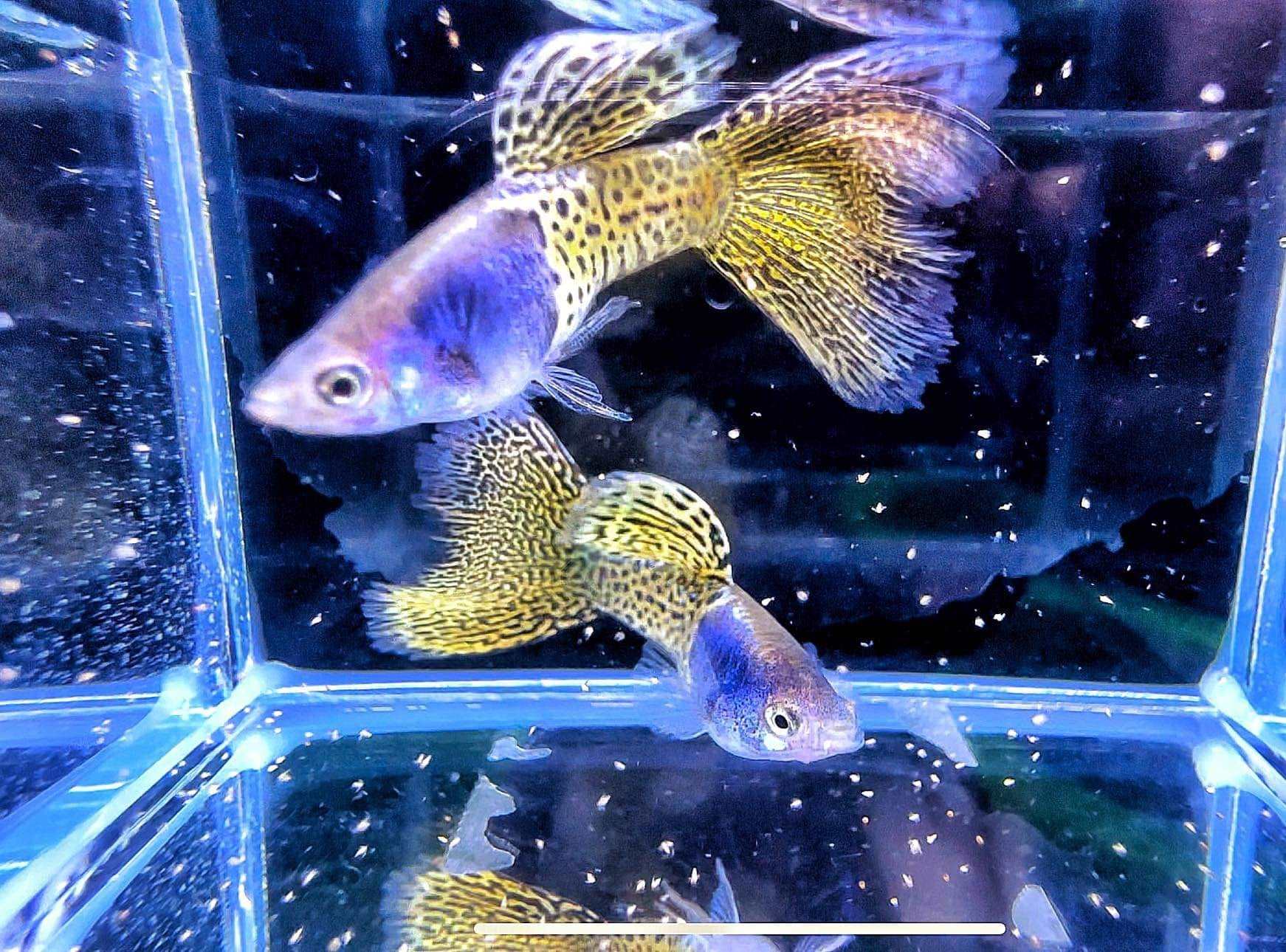 Metal Yellow Lace Guppy Fish
