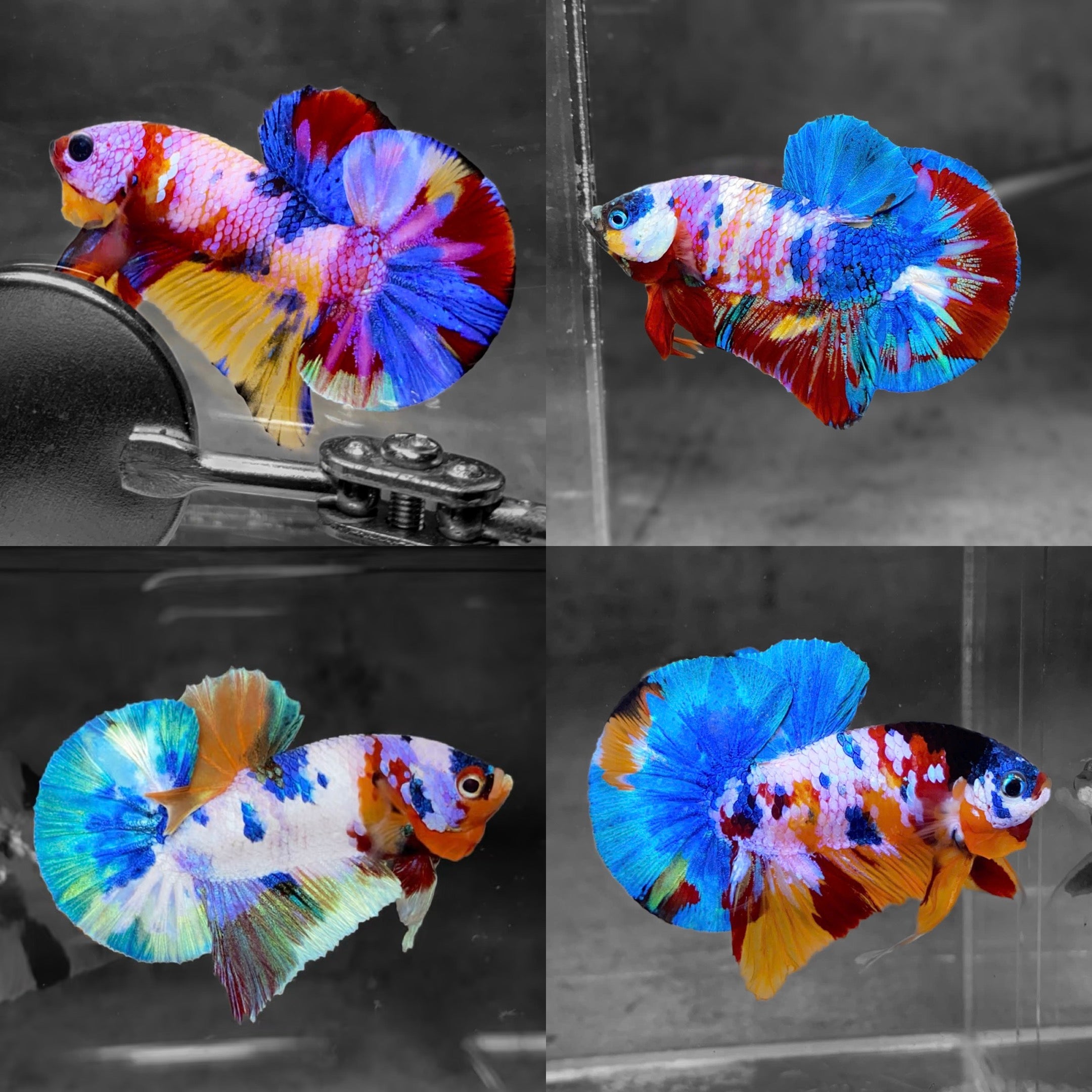 Koi Multicolor Candy Plakat Male Betta Fish | High Grade | Mystery Betta