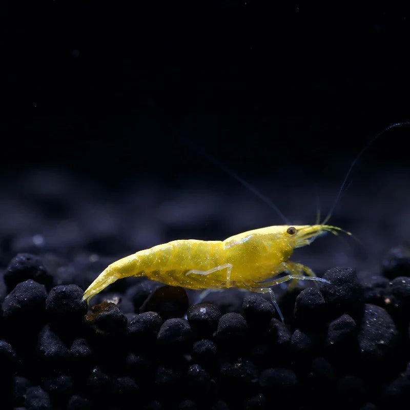Yellow Golden Back Neocaridina Shrimp