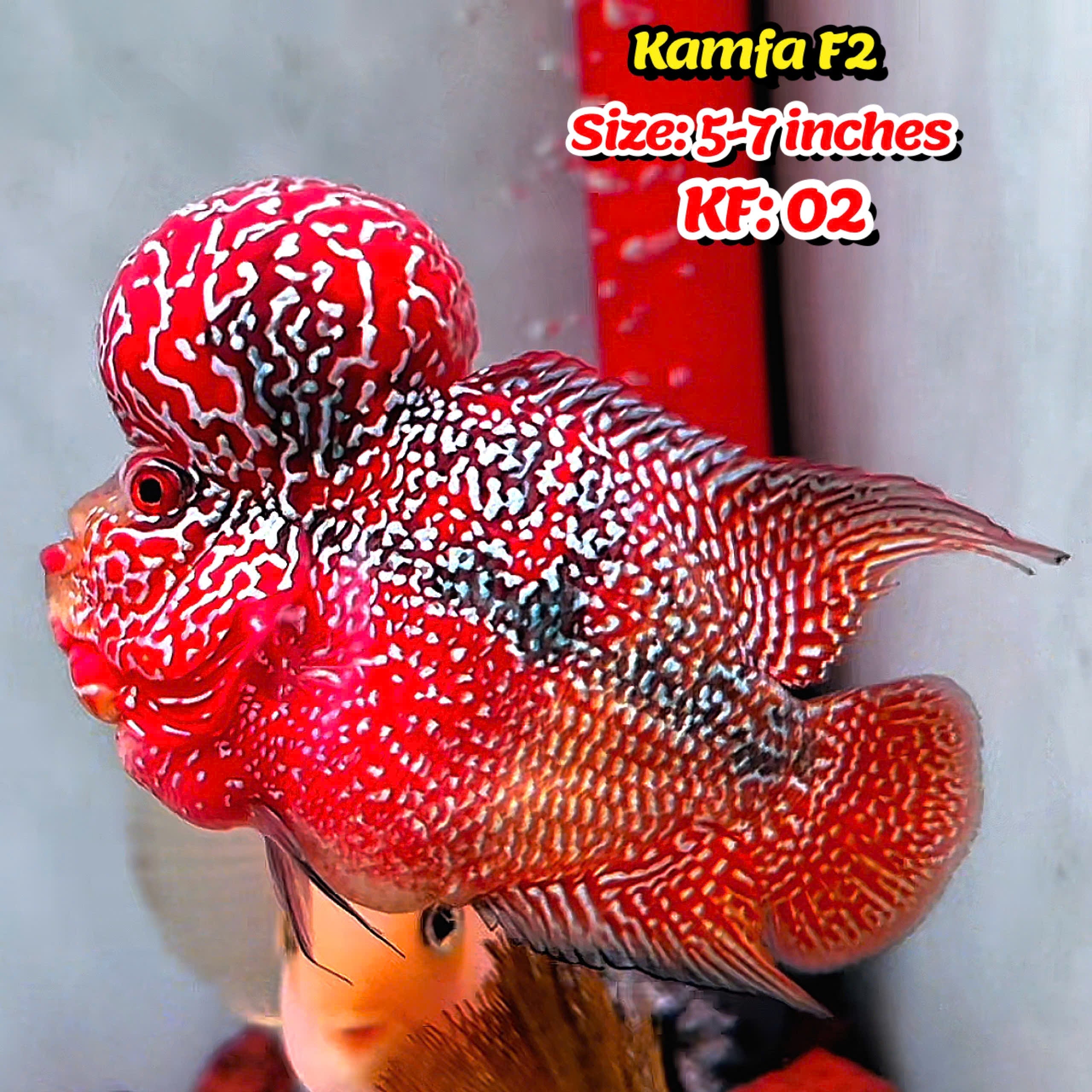 Golden Base Kamfa Flowerhorn Cichlid | You Pick Fish |