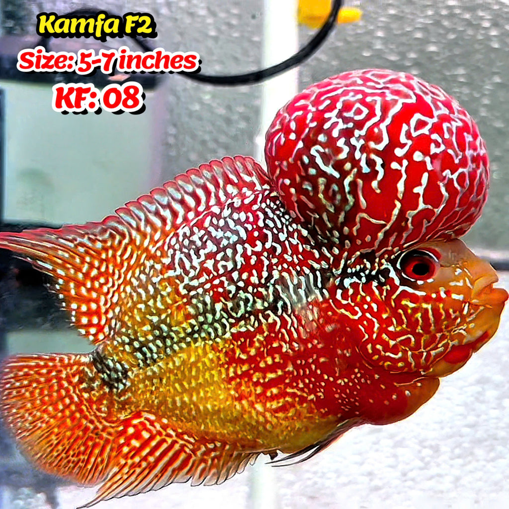 Golden Base Kamfa Flowerhorn Cichlid | You Pick Fish |