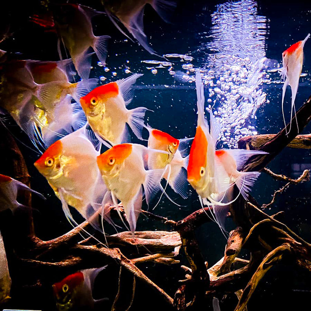 Koi Albino Red Cap Angelfish