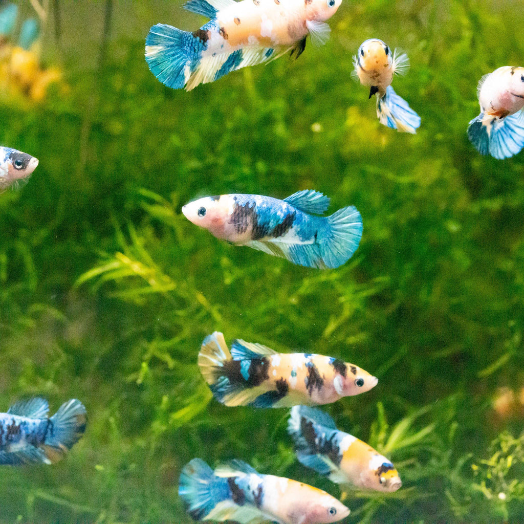 Female Betta Fish Koi Yellow Galaxy