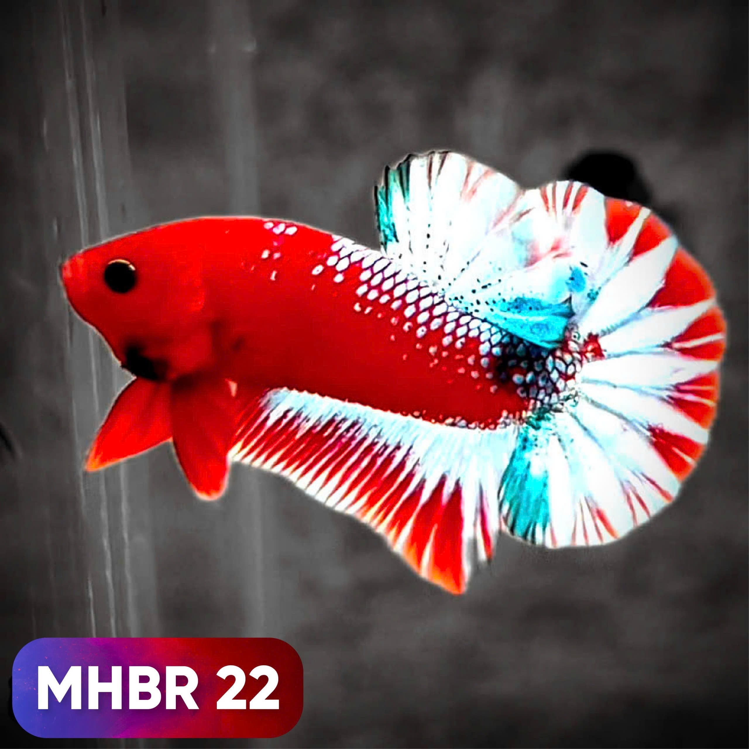 Hellboy Plakat Male Betta Fish | Order Directly From Farm | You Pick Fish