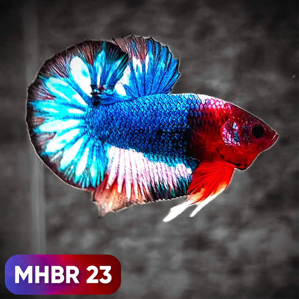 Hellboy Plakat Male Betta Fish | Order Directly From Farm | You Pick Fish
