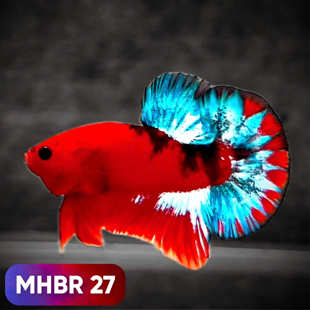 Hellboy Plakat Male Betta Fish | Order Directly From Farm | You Pick Fish