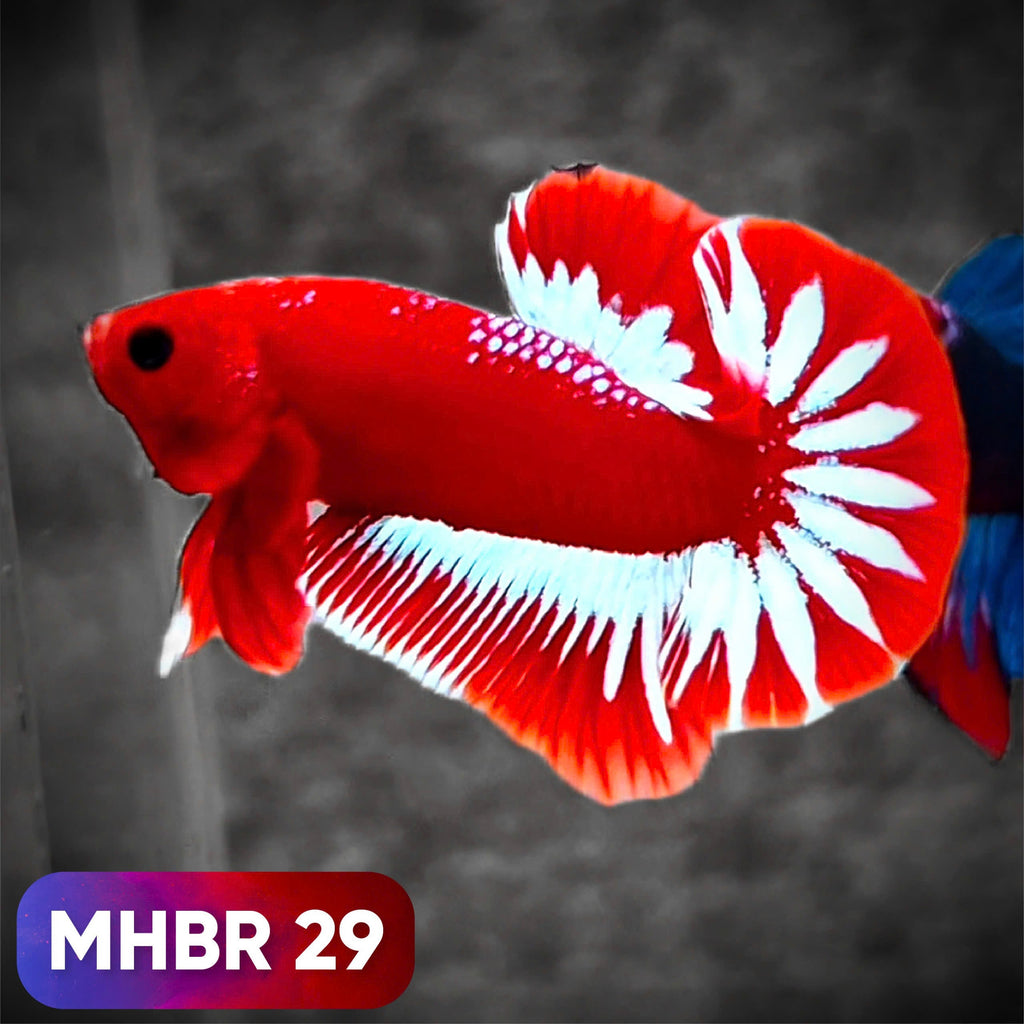 Hellboy Plakat Male Betta Fish | Order Directly From Farm | You Pick Fish