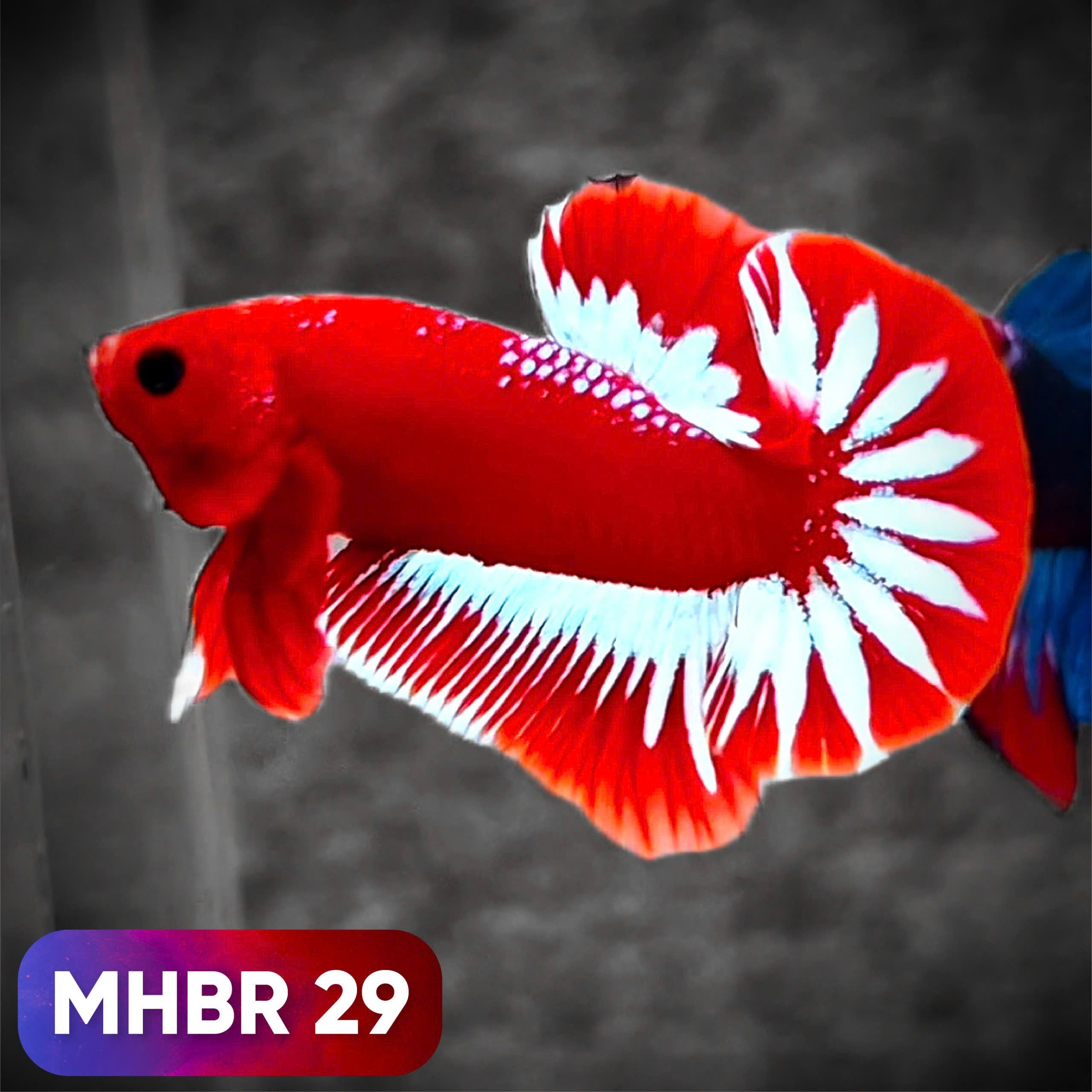 Hellboy Plakat Male Betta Fish | Order Directly From Farm | You Pick Fish