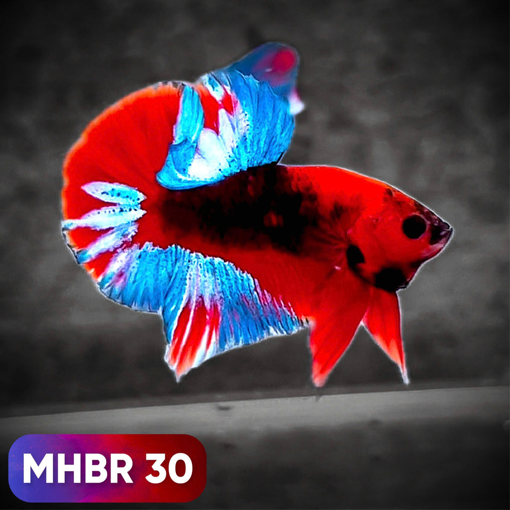 Hellboy Plakat Male Betta Fish | Order Directly From Farm | You Pick Fish