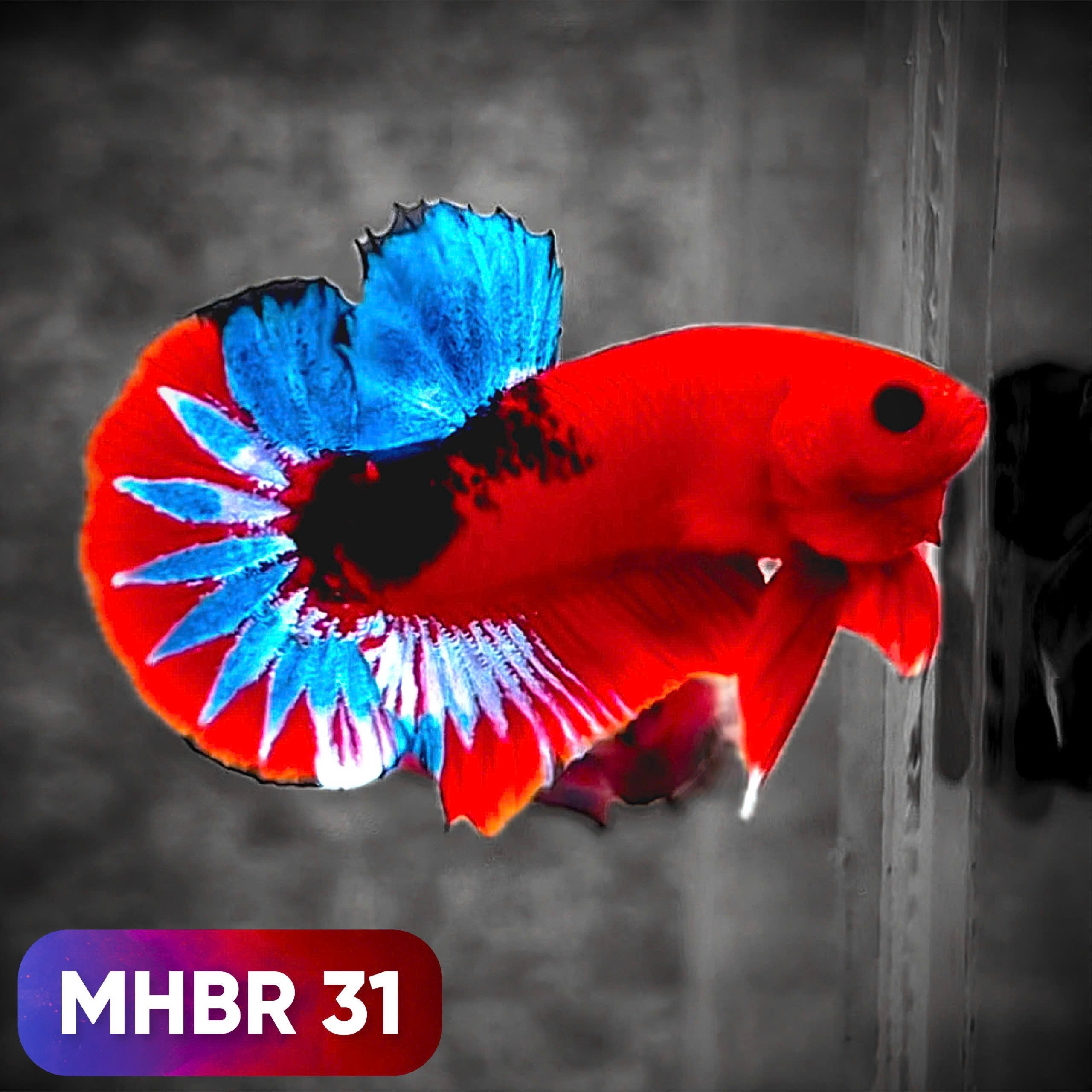 Hellboy Plakat Male Betta Fish | Order Directly From Farm | You Pick Fish